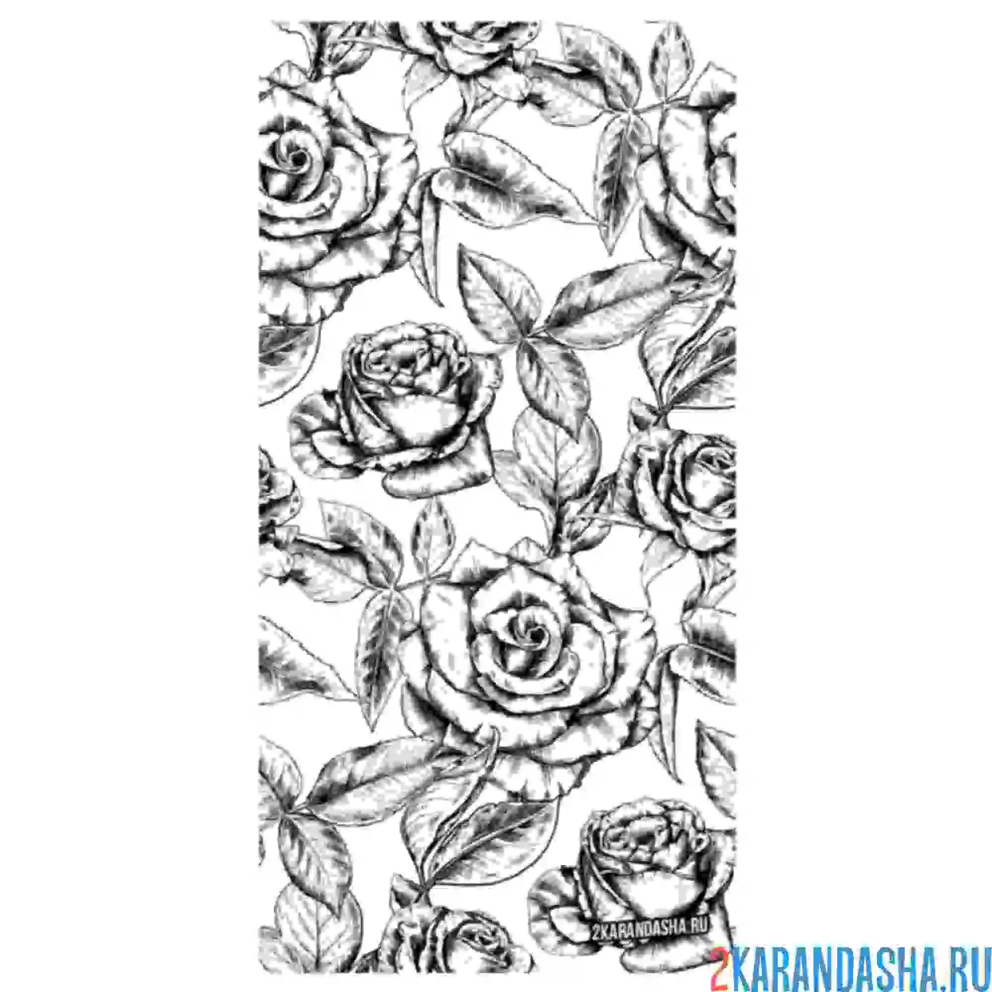 Раскраска роза фоновый рисунок