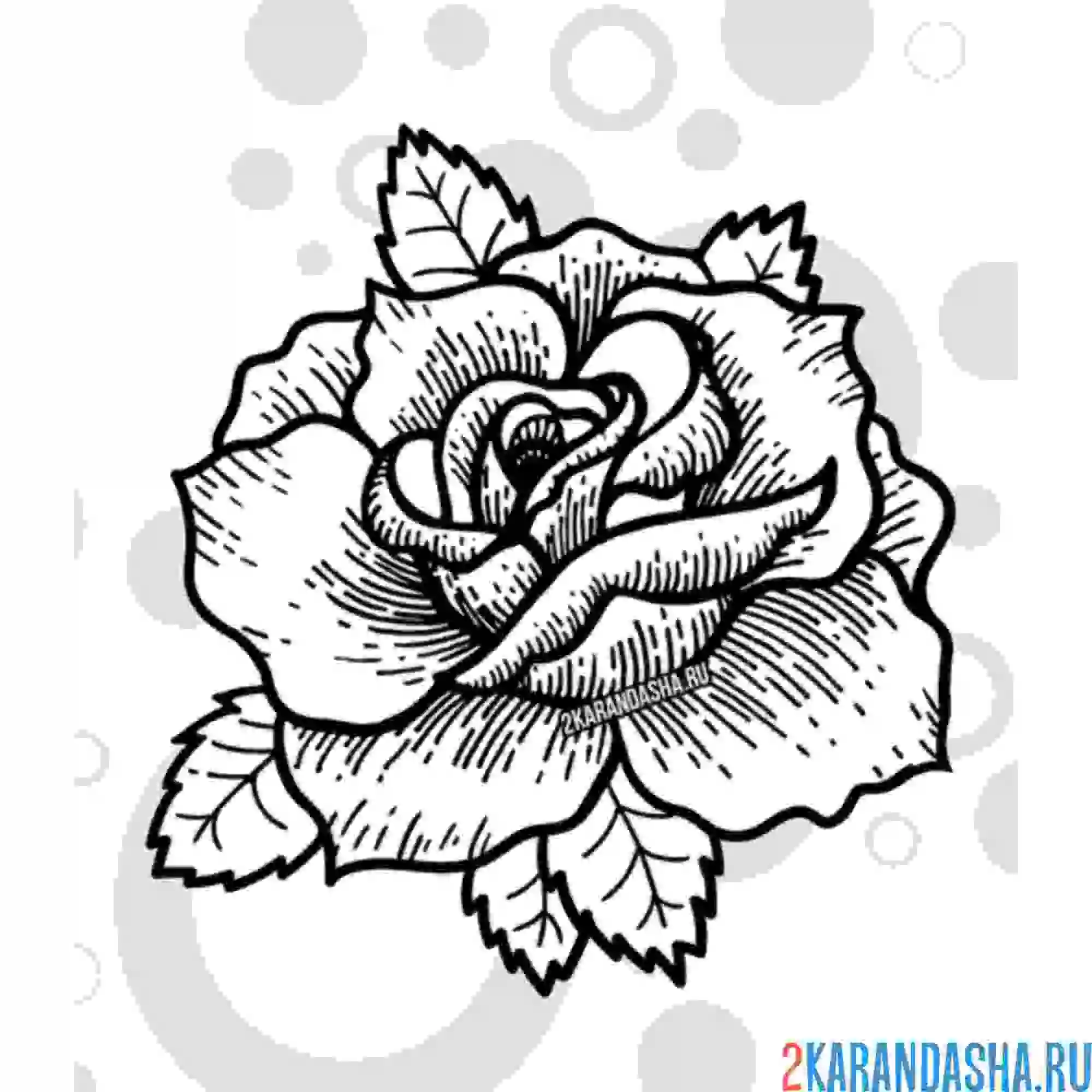 Раскраска розочка крупным планом