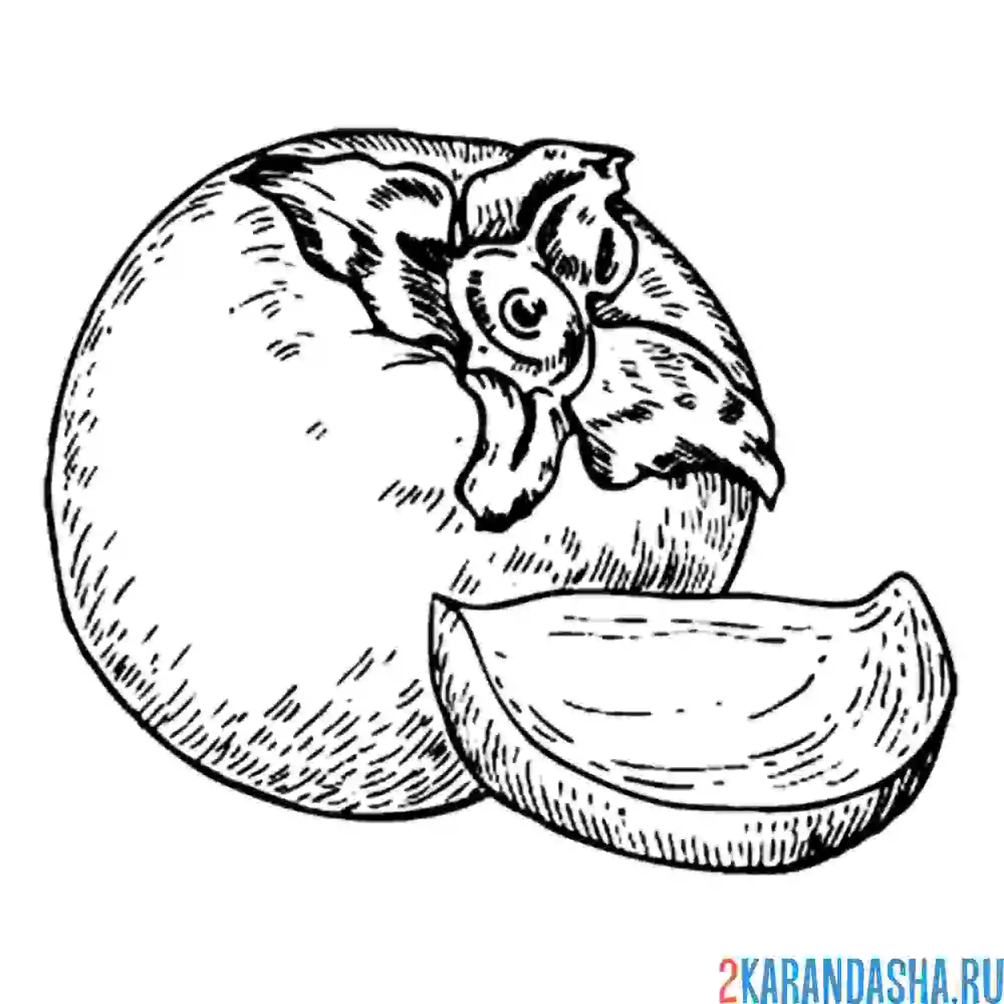 Раскраска хурма