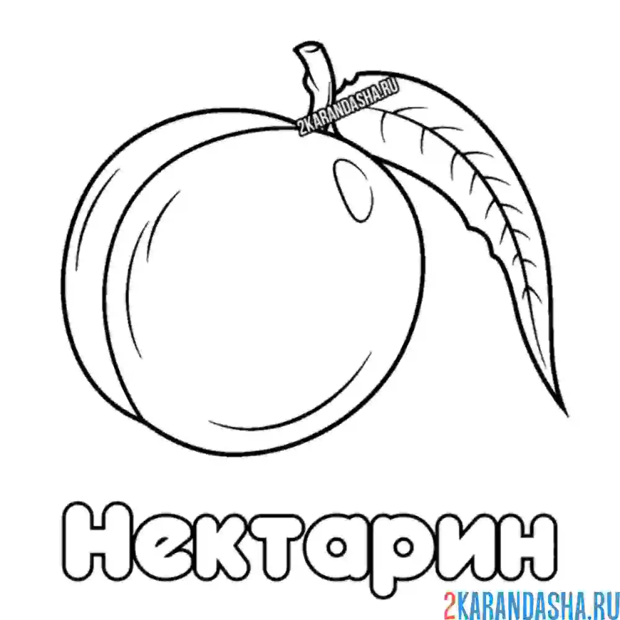 Раскраска нектарин