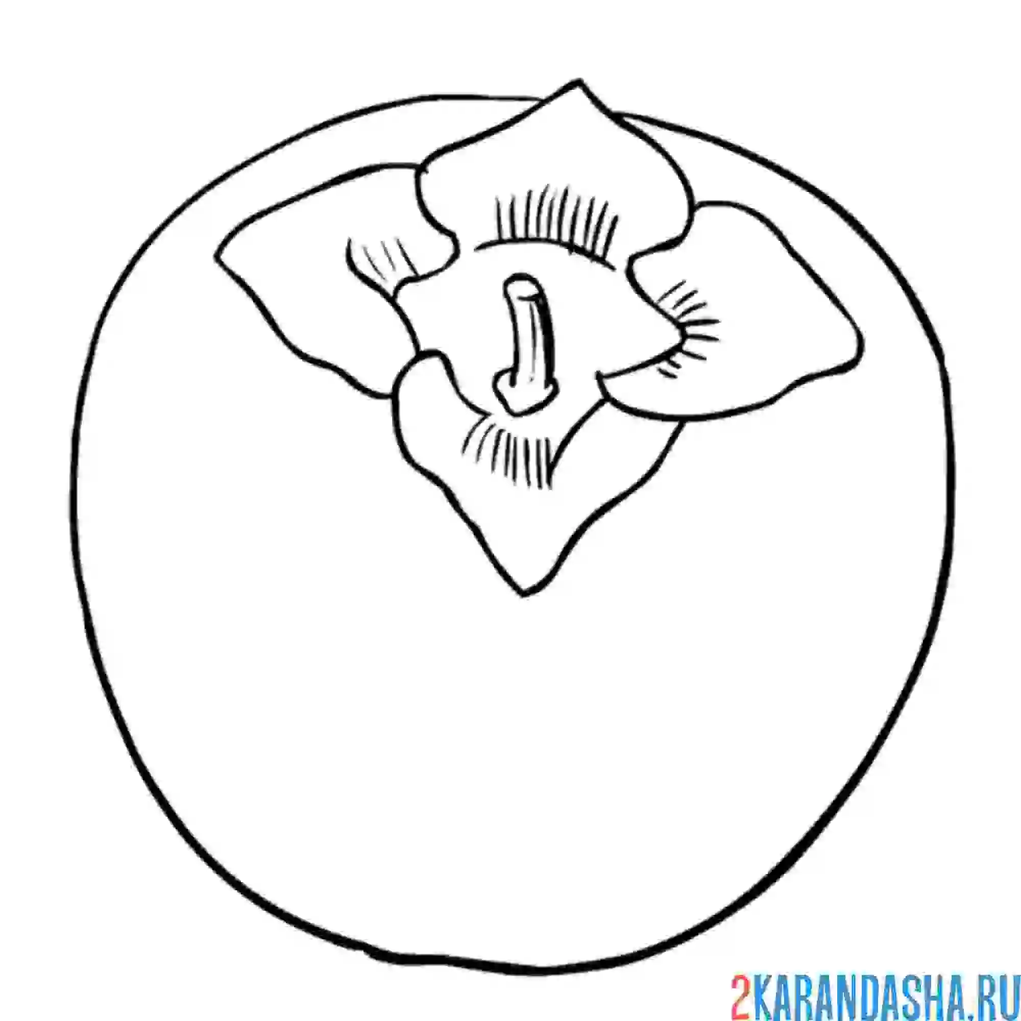 Раскраска одна хурма