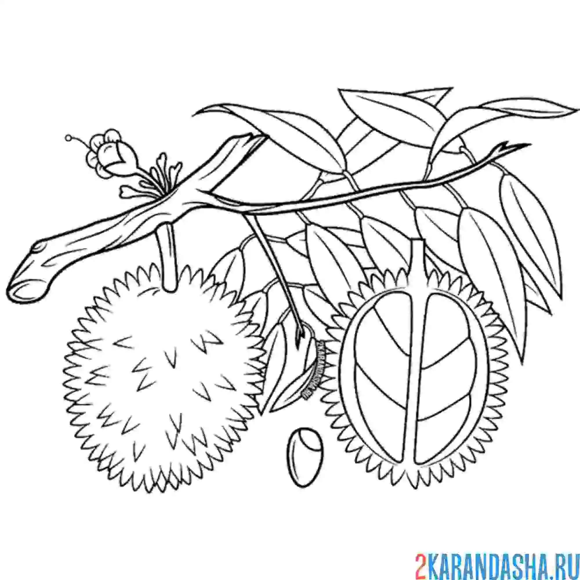 Раскраска дуриан на ветке