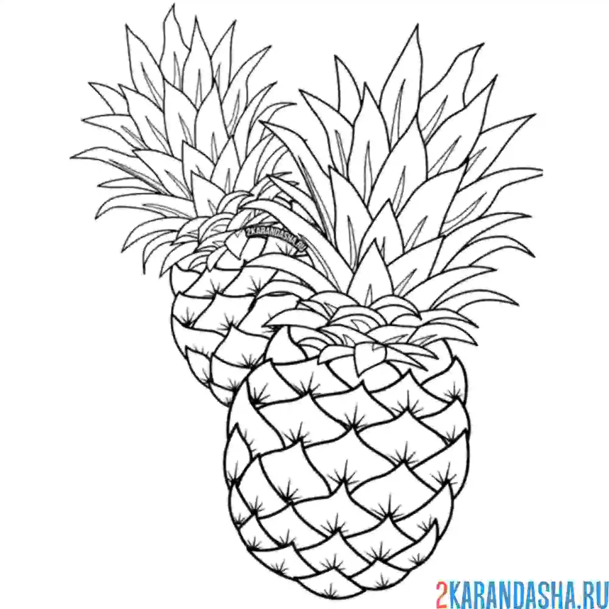 Раскраска два ананаса