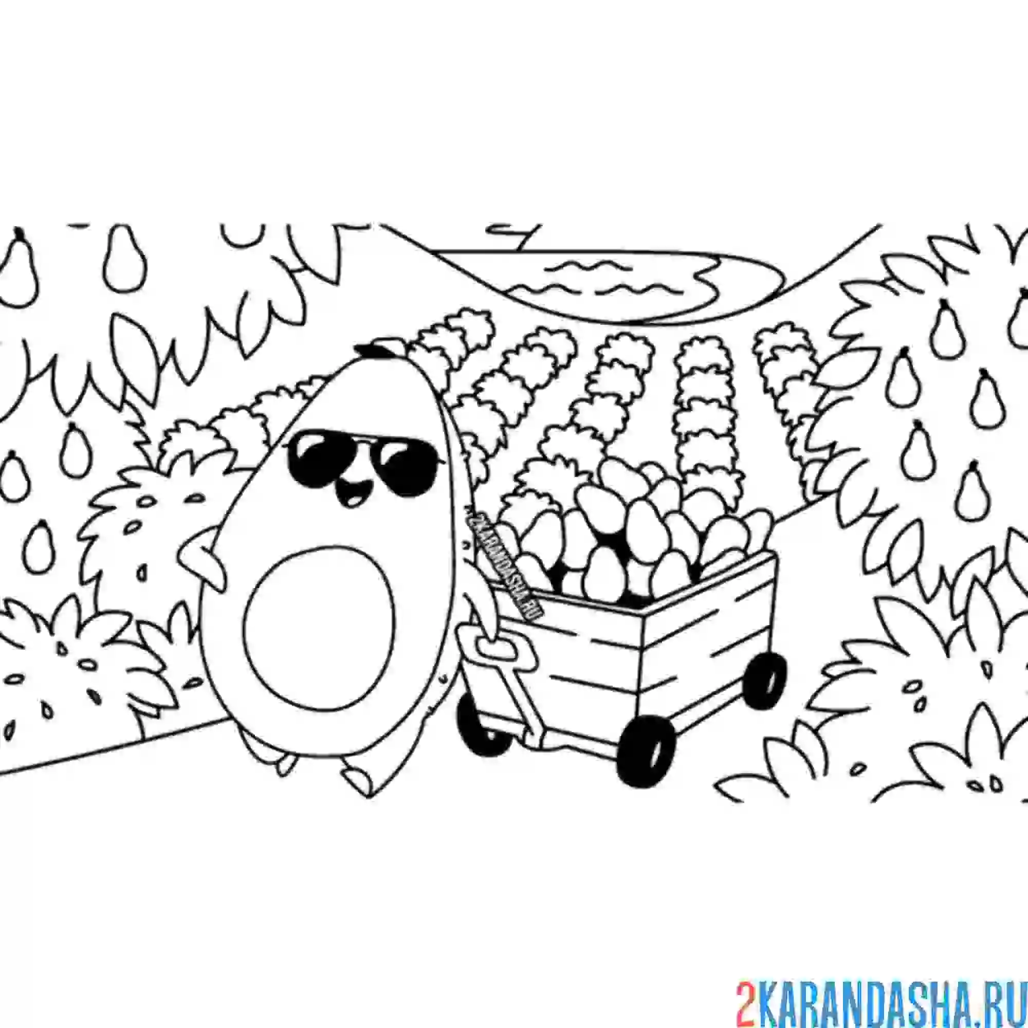 Раскраска авокадо на грядке