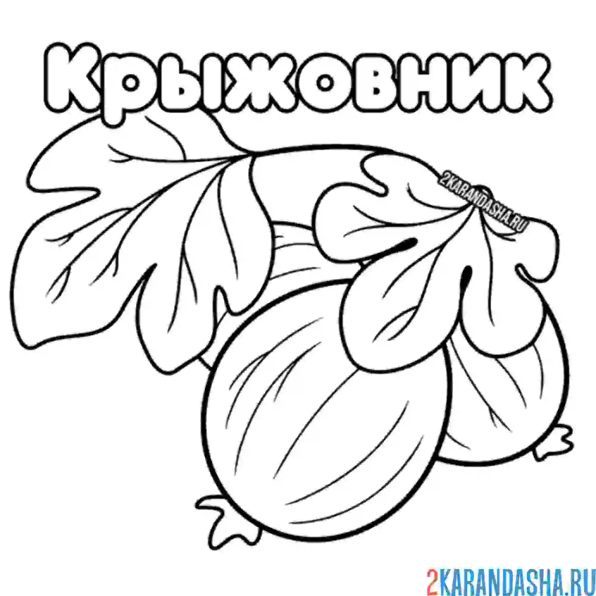 Раскраска крыжовник садовый