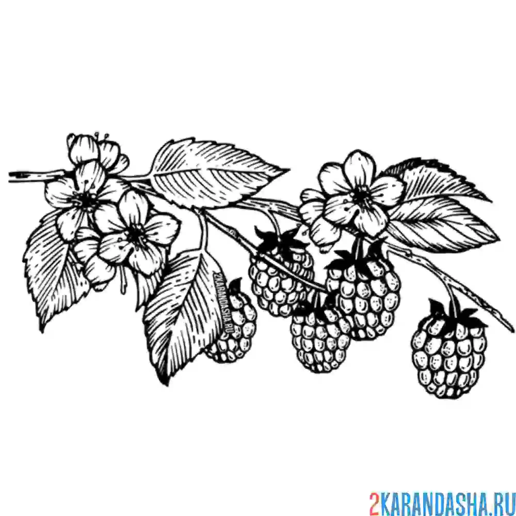 Раскраска малина цветет