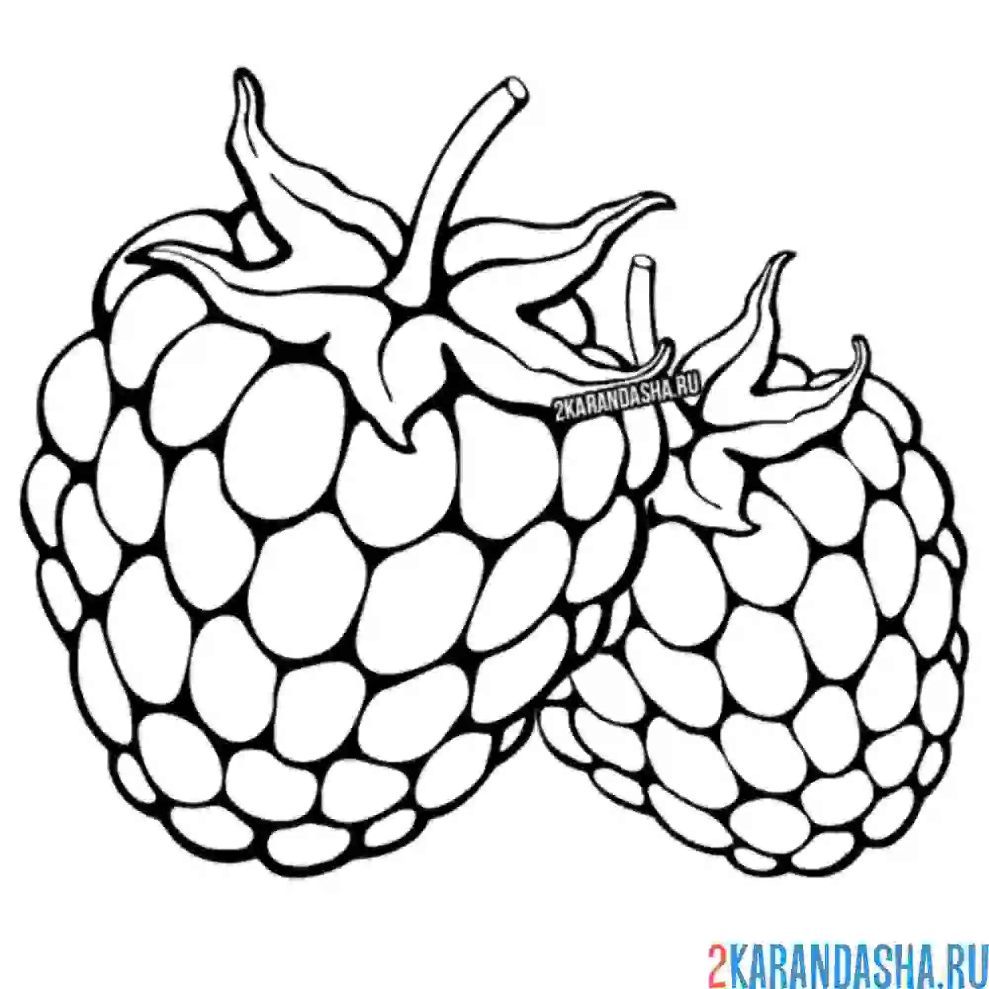 Раскраска малина вкусная ягода