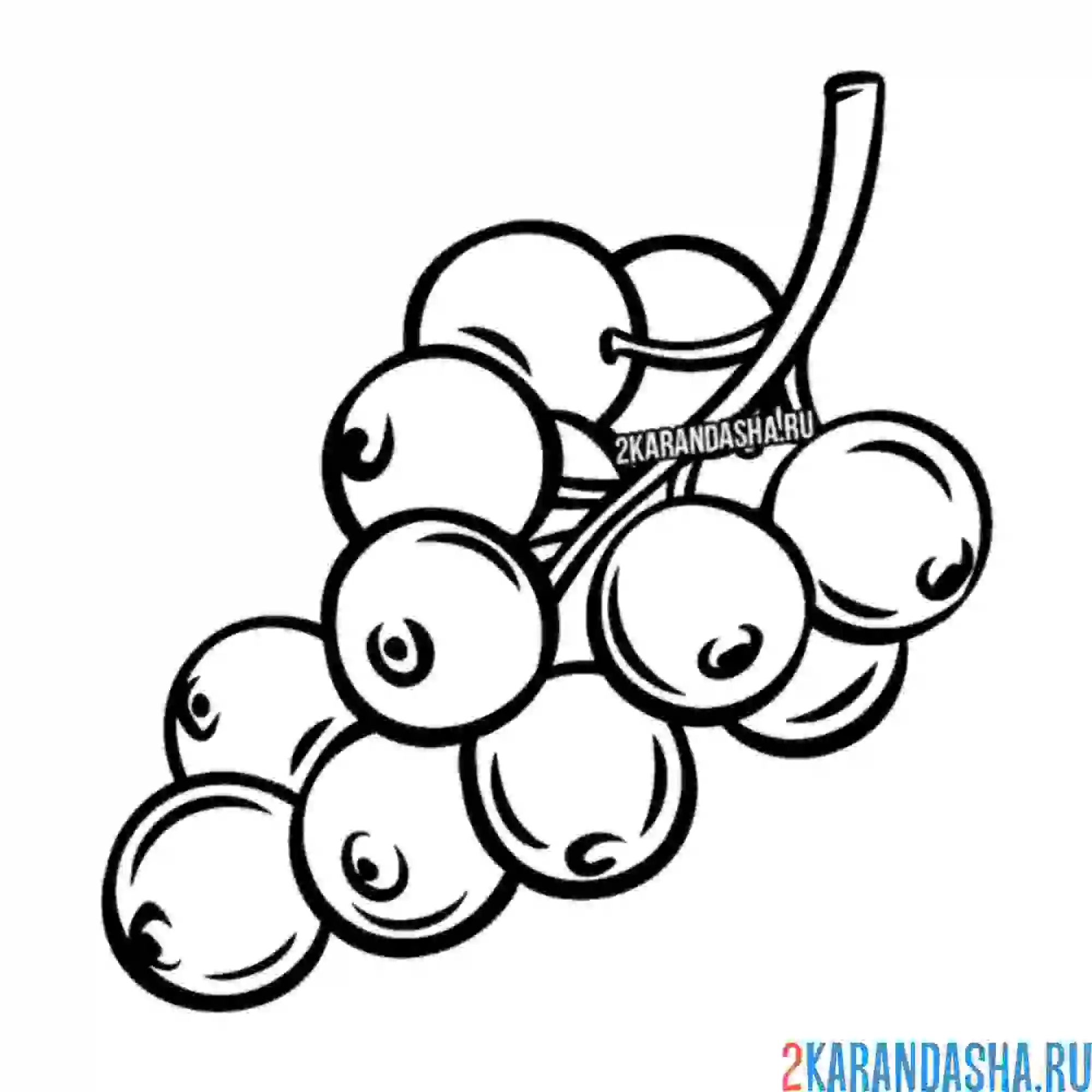 Раскраска красная смородина ягода