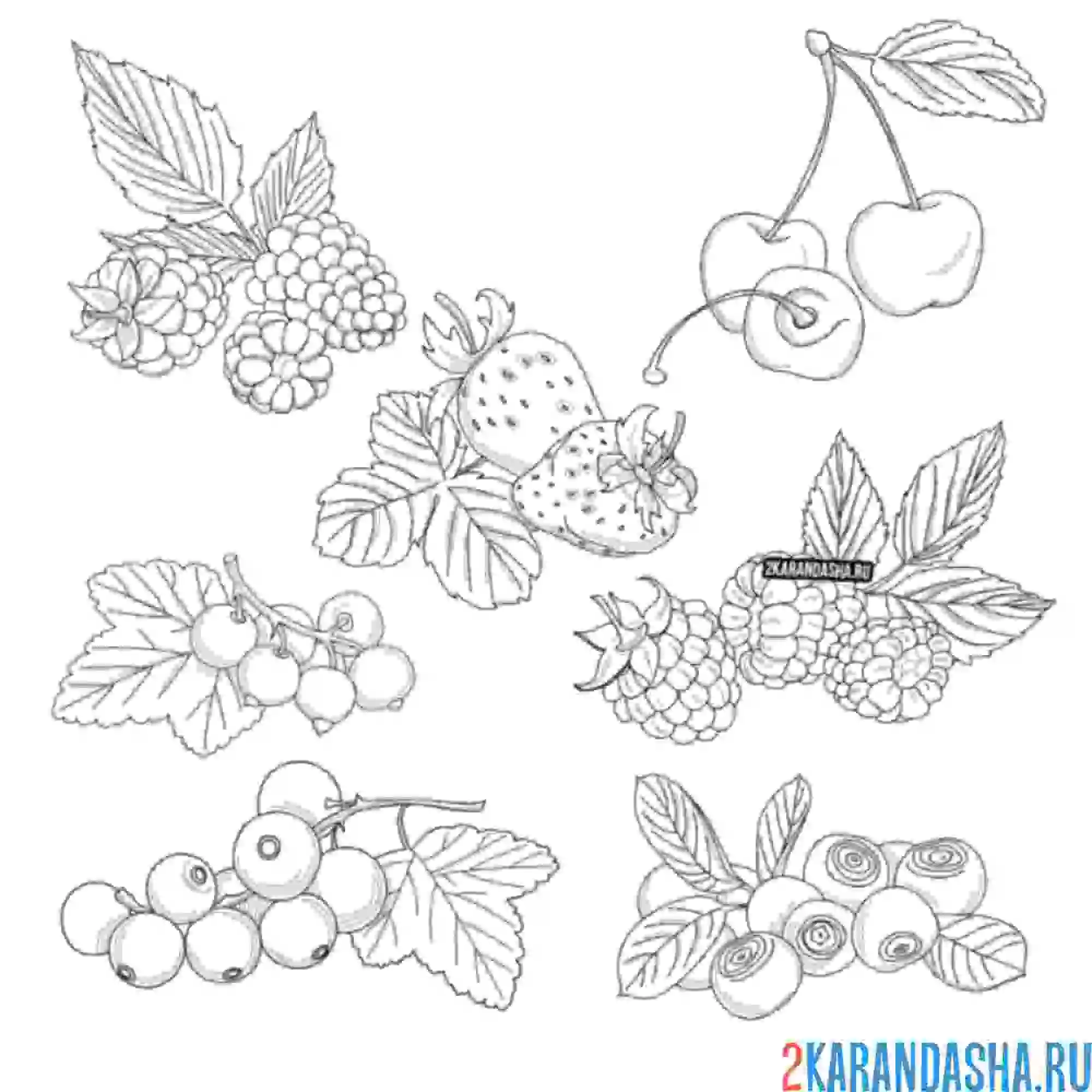 Раскраска разные полезные ягоды