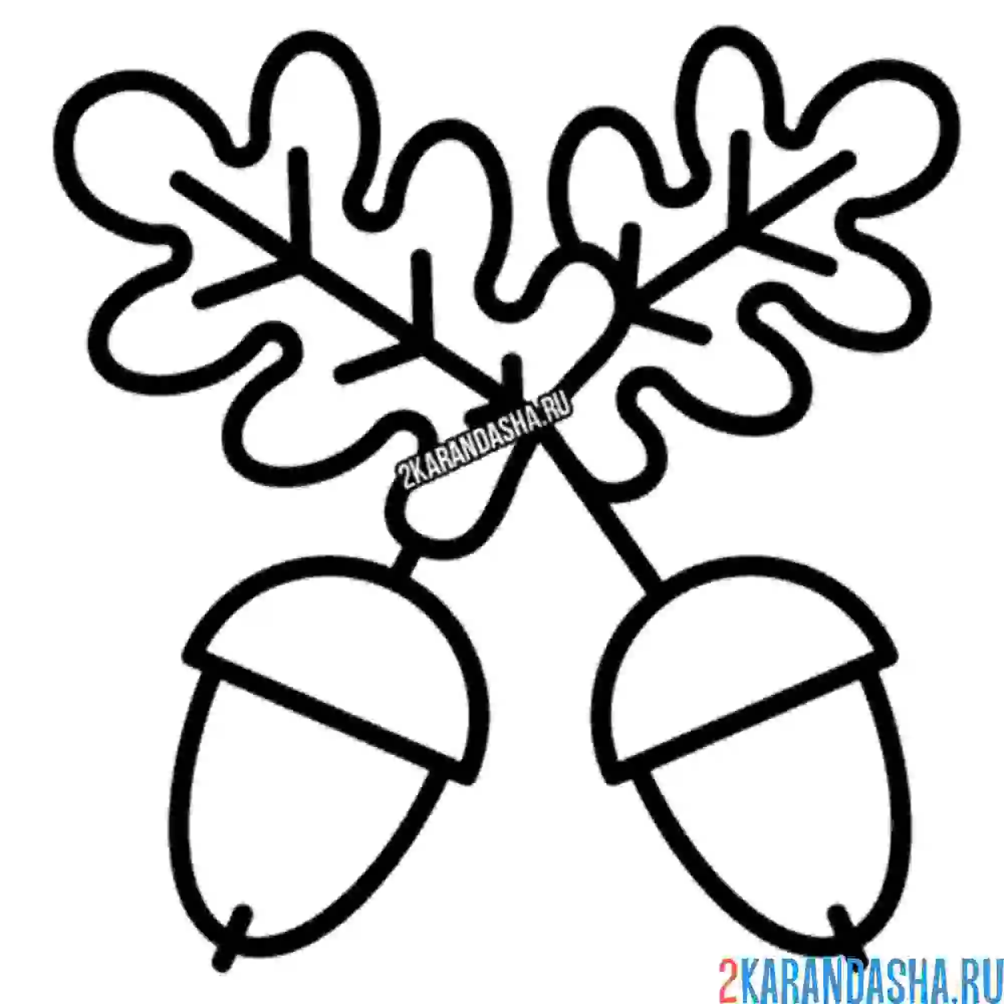 Раскраска желудь и дубовый лист