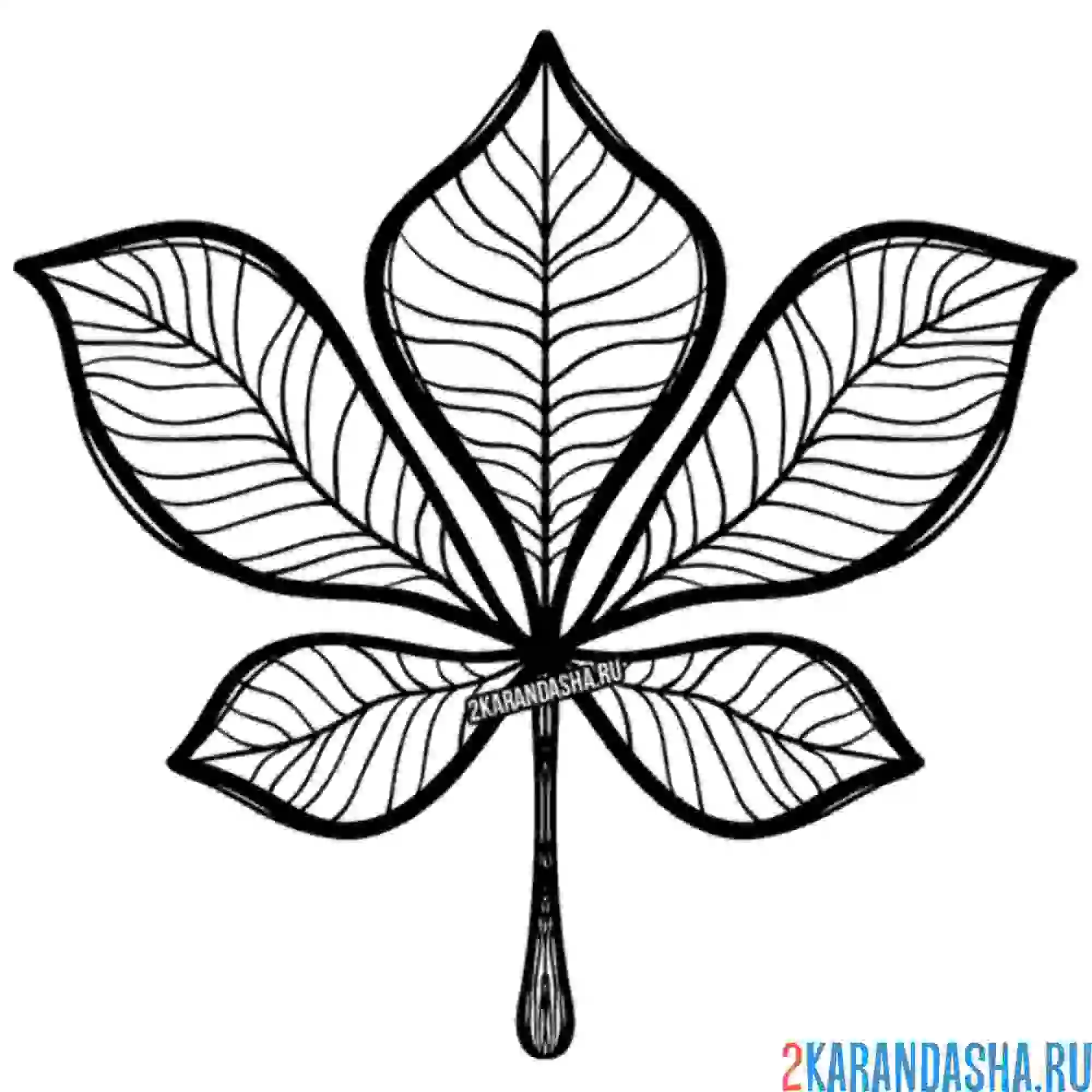 Раскраска каштановый лист