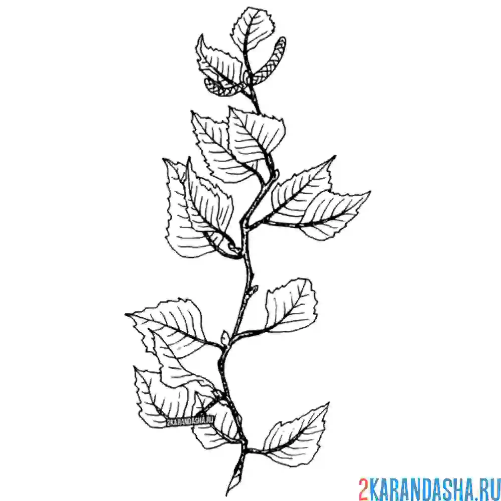 Раскраска листья на веточке