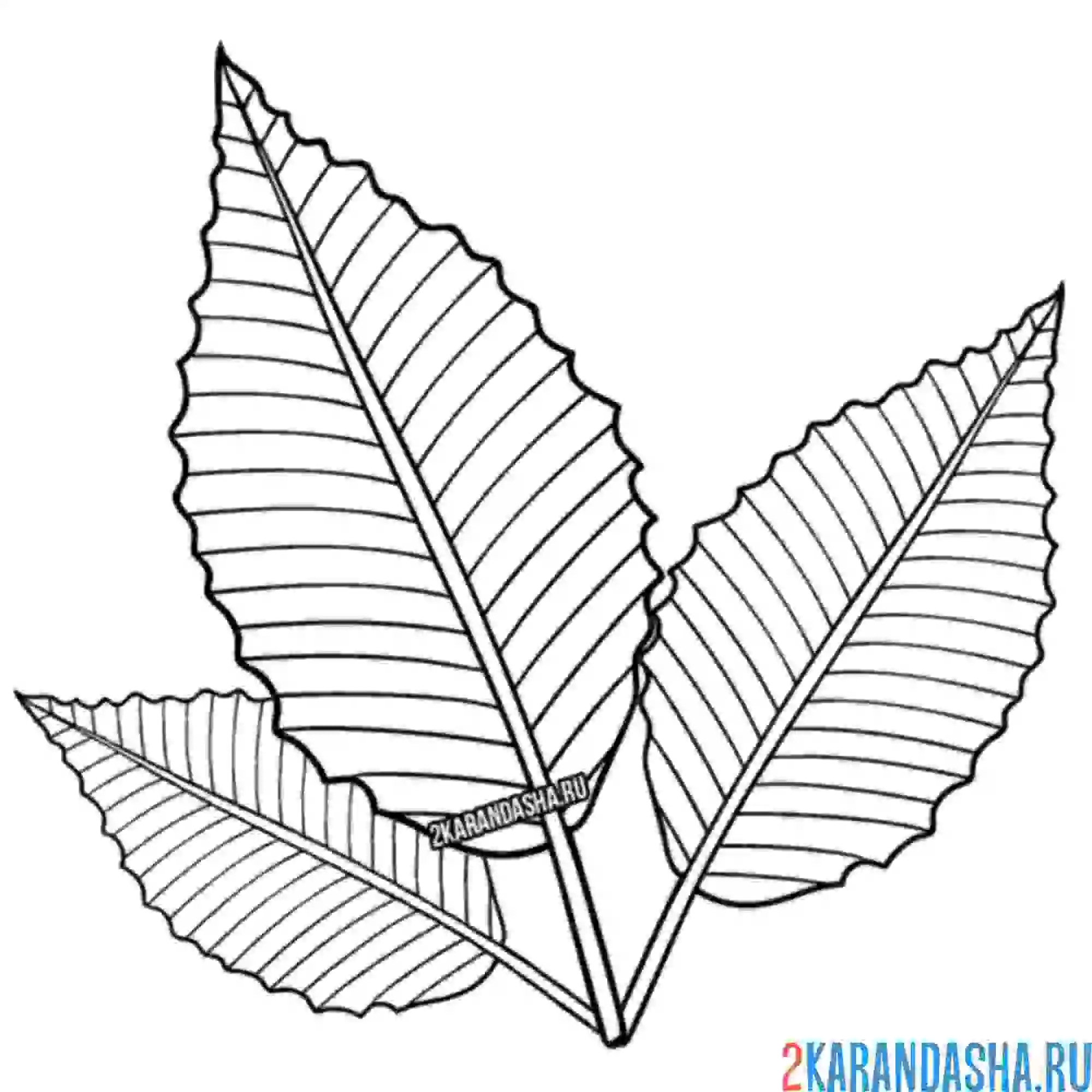 Раскраска три листочка с дерева