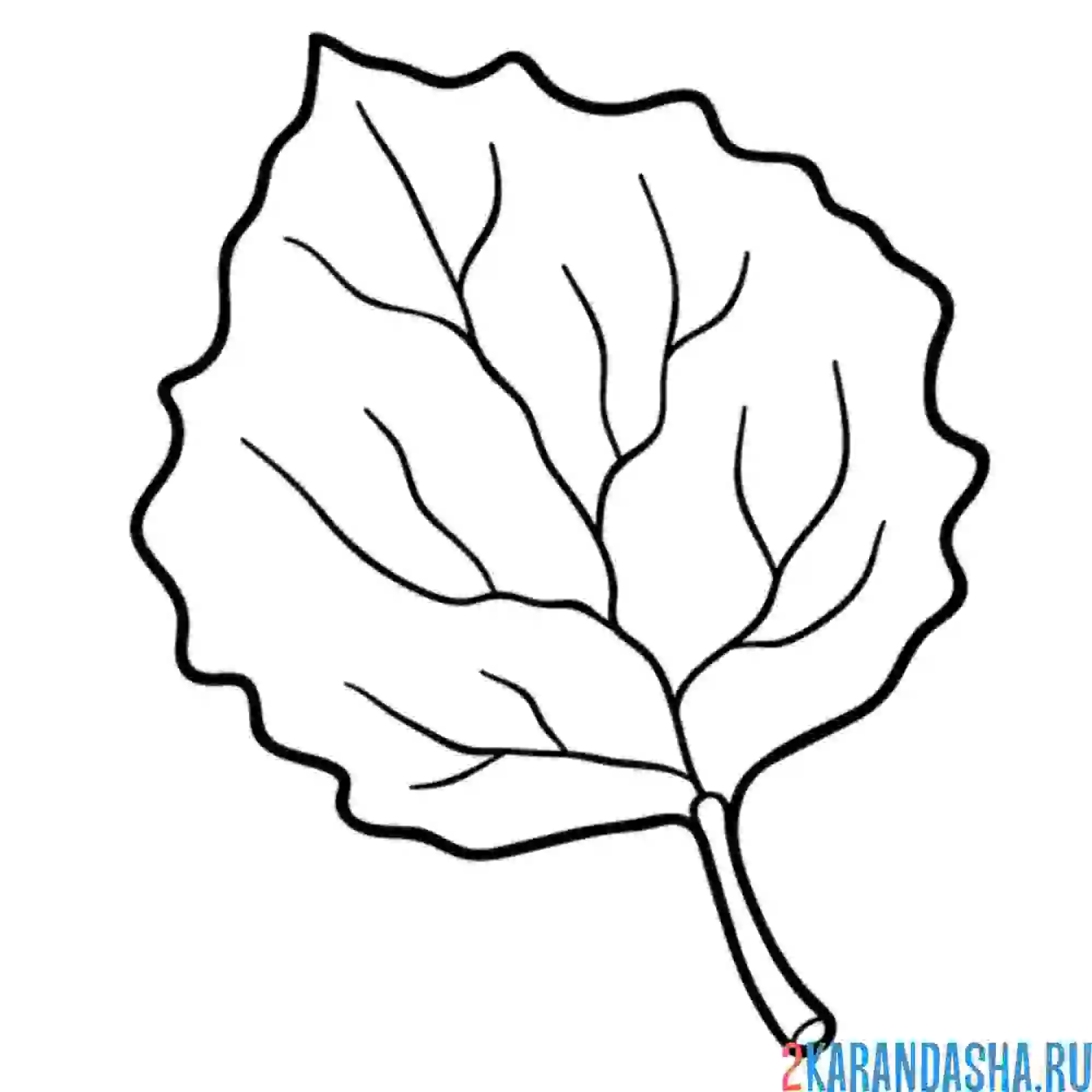 Раскраска лист осина
