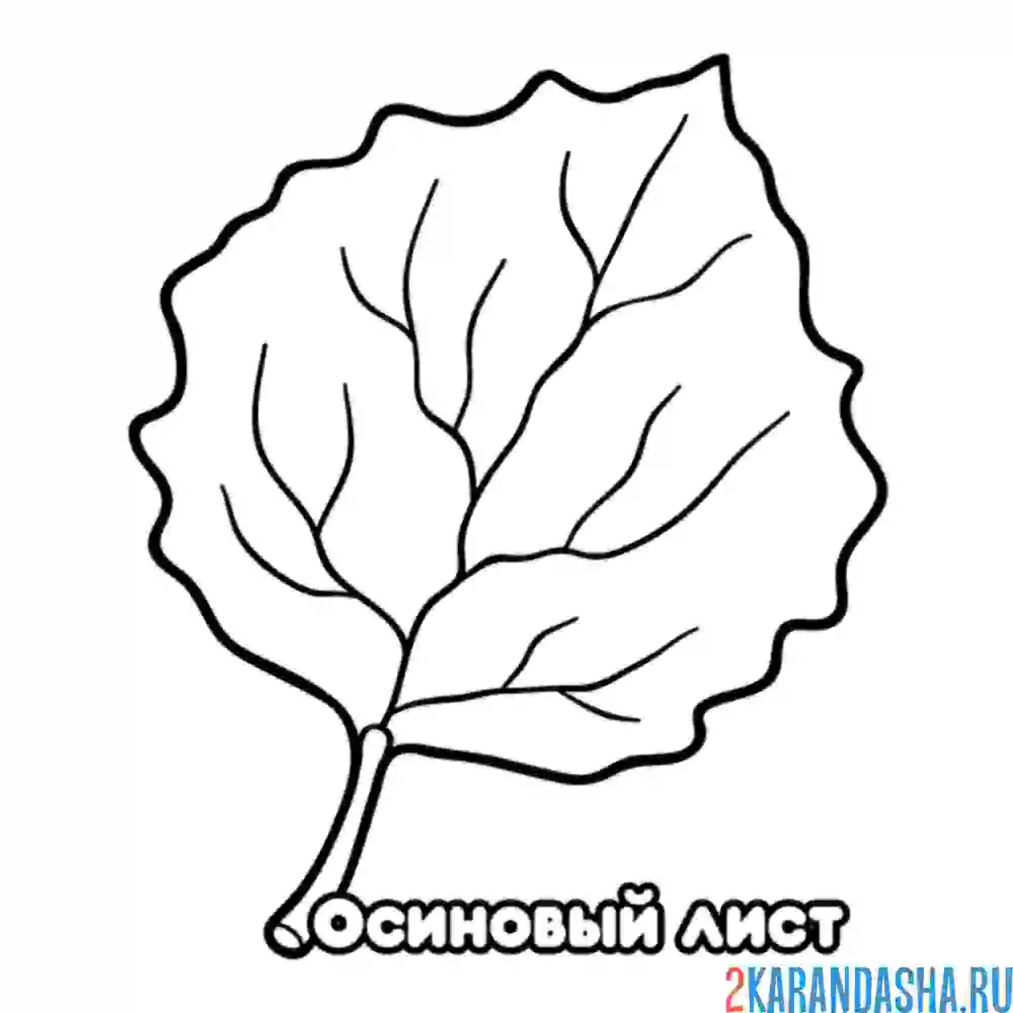 Раскраска осиновый лист