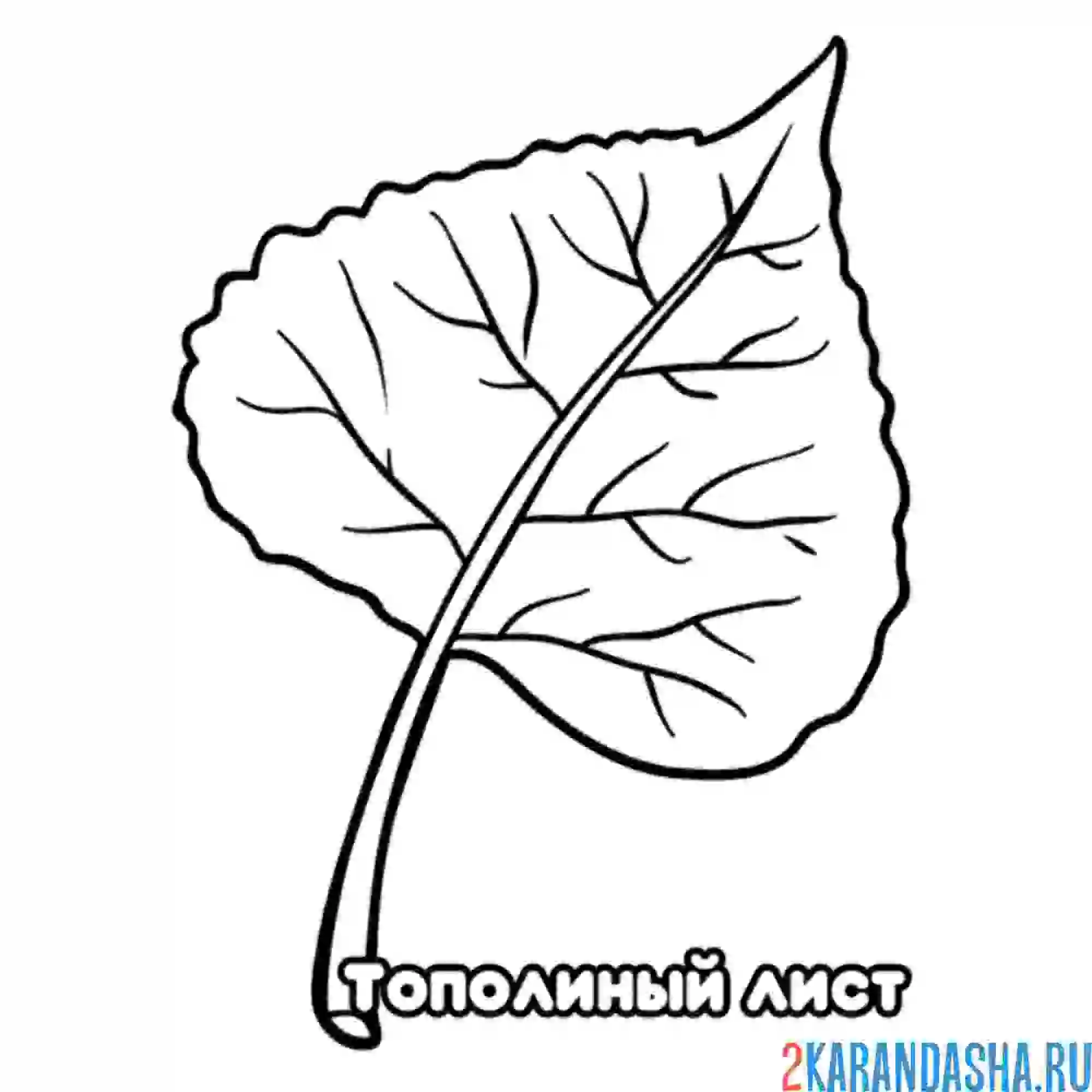 Раскраска тополиный лист