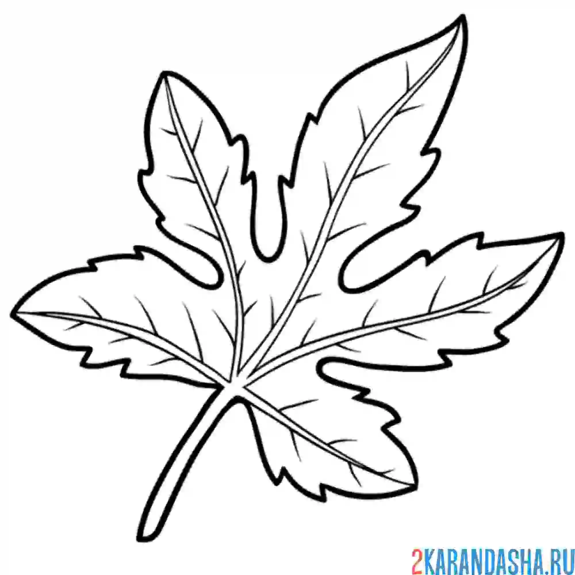 Раскраска лист инжира