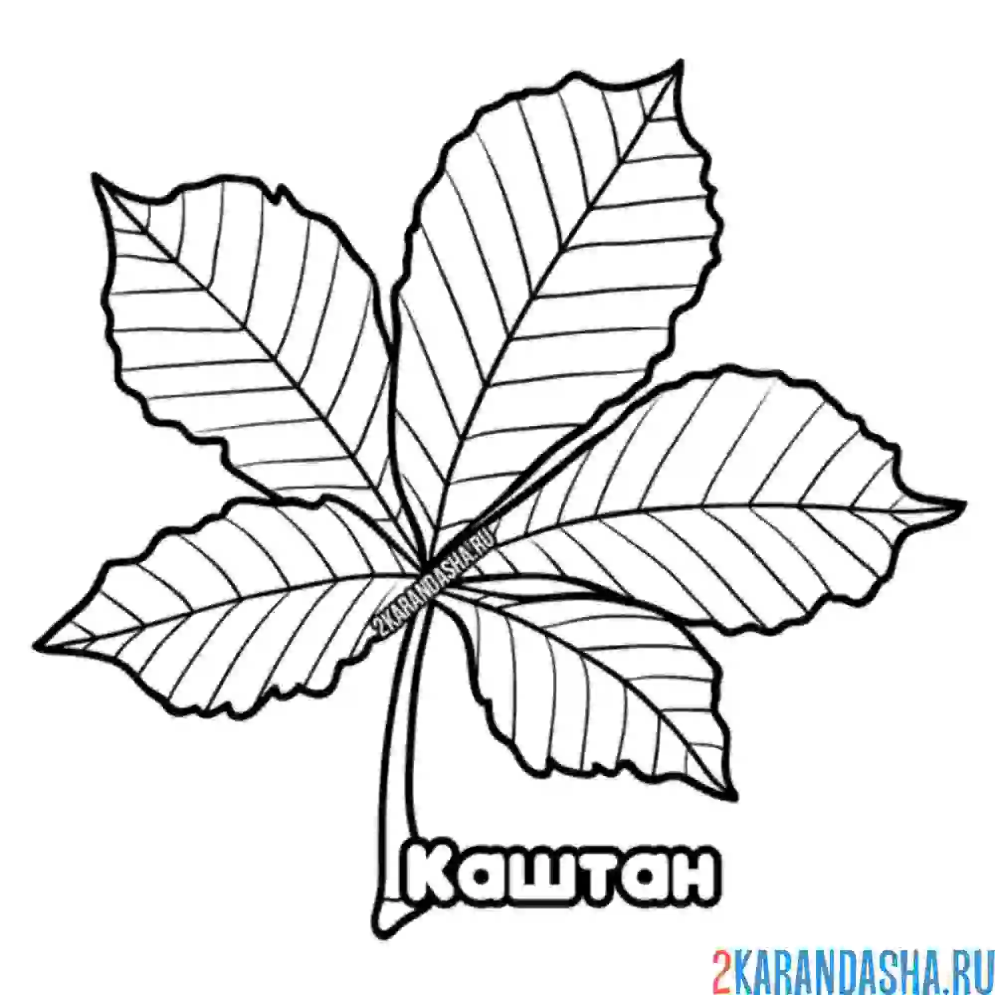 Раскраска листок каштана дерева