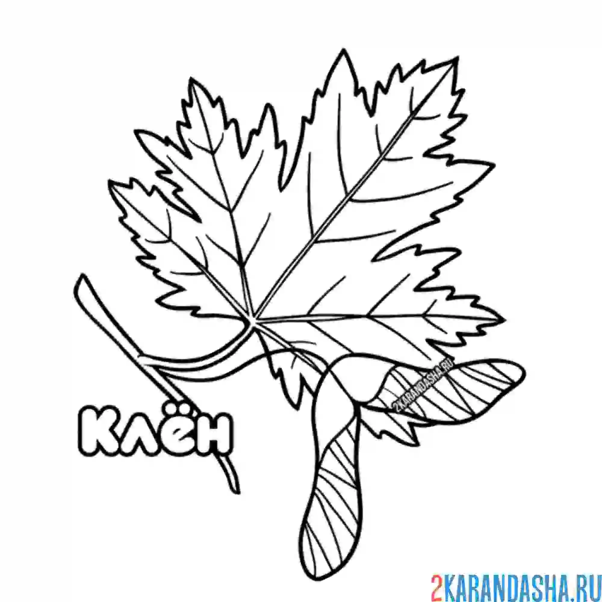 Раскраска кленовый лист осенний