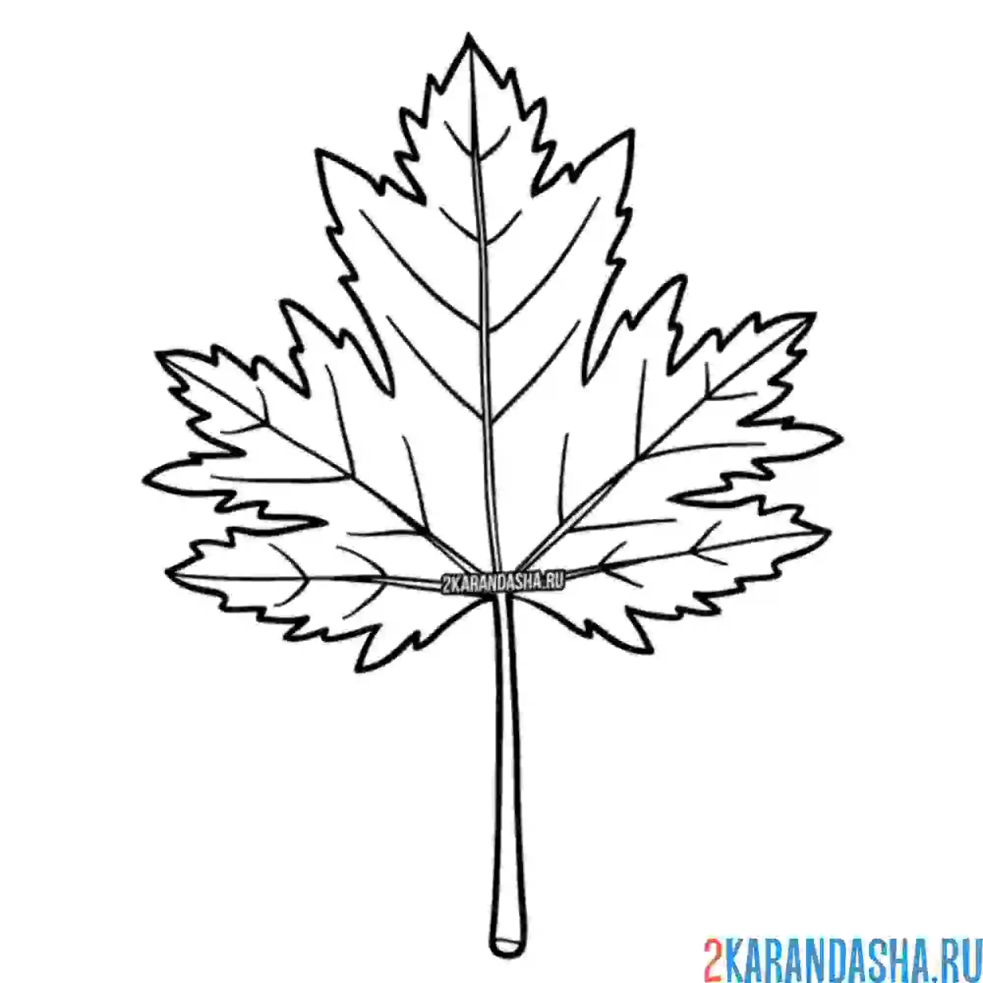 Раскраска один кленовый лист