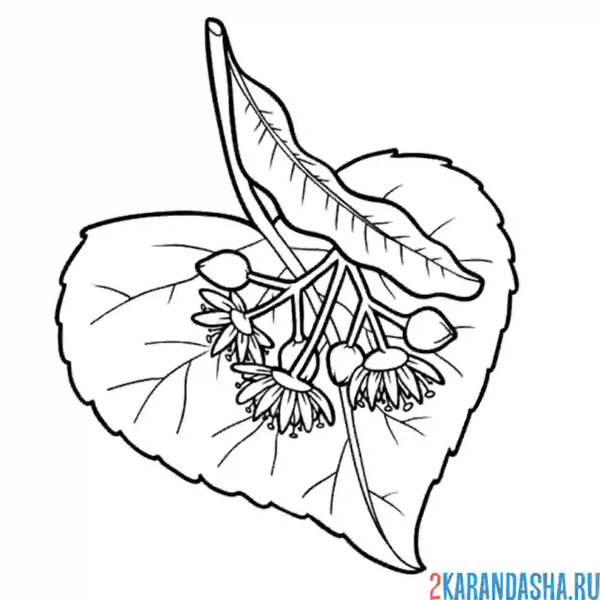 Раскраска липа листья