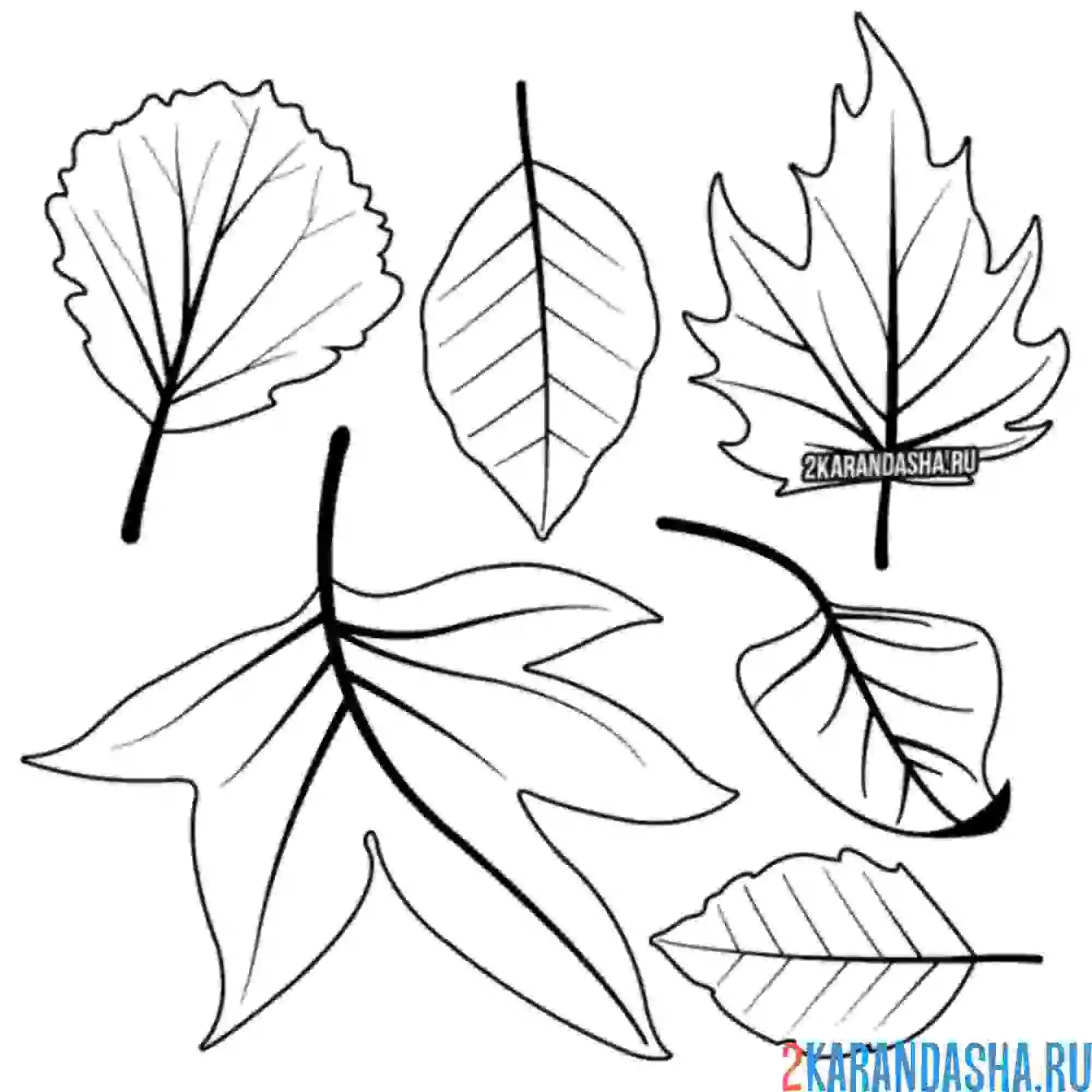Раскраска разные листы на одном листочке