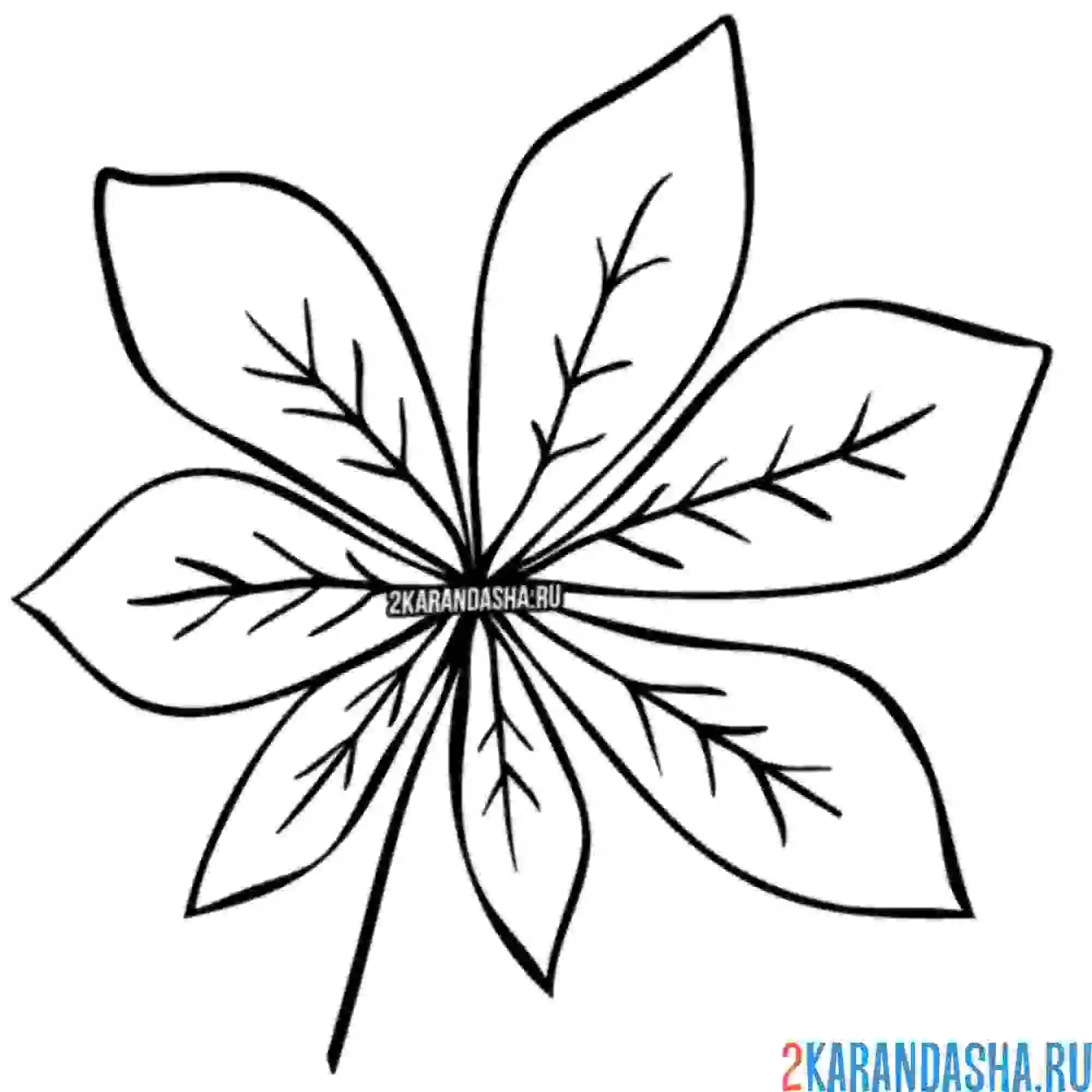 Раскраска каштановый листок