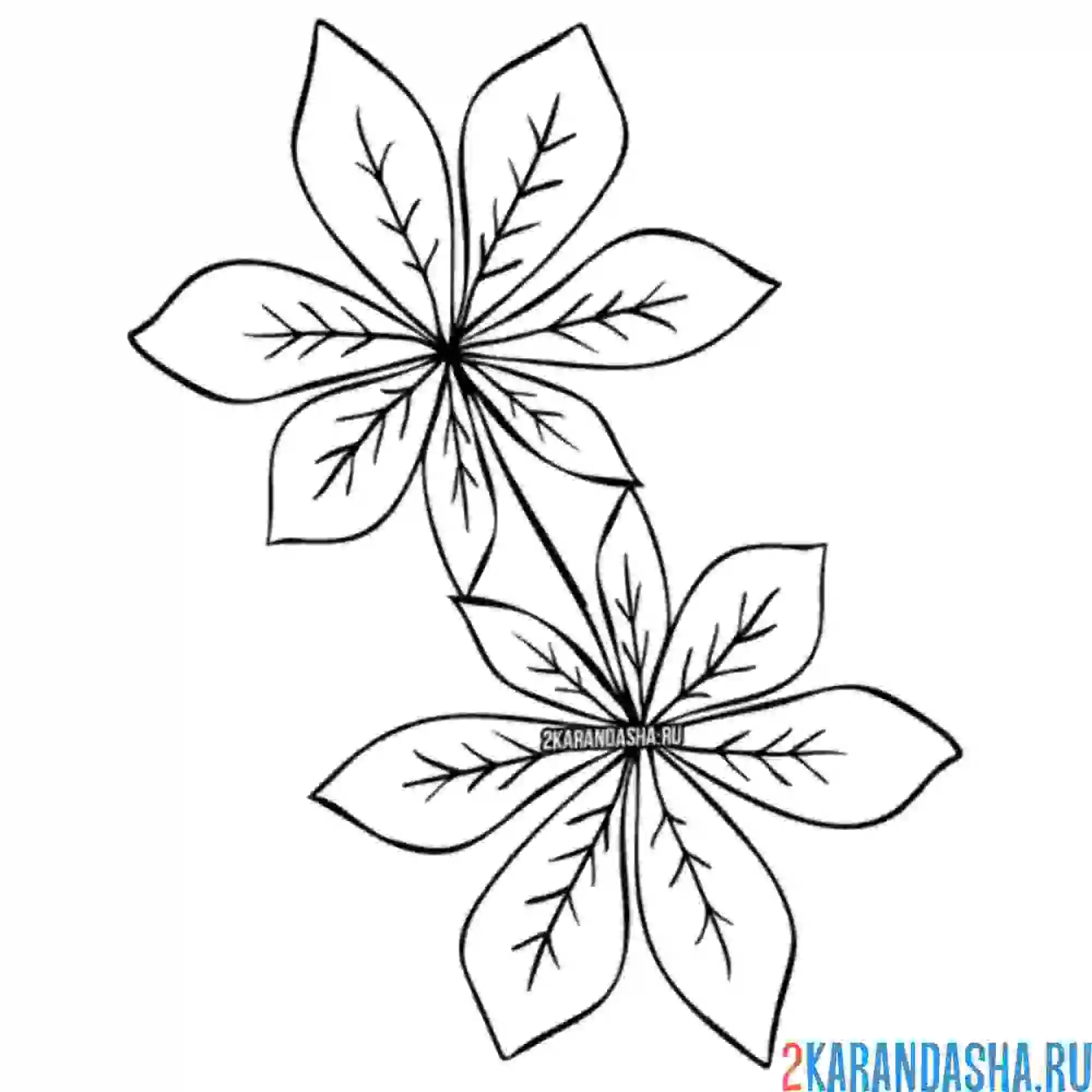 Раскраска два каштановых листка