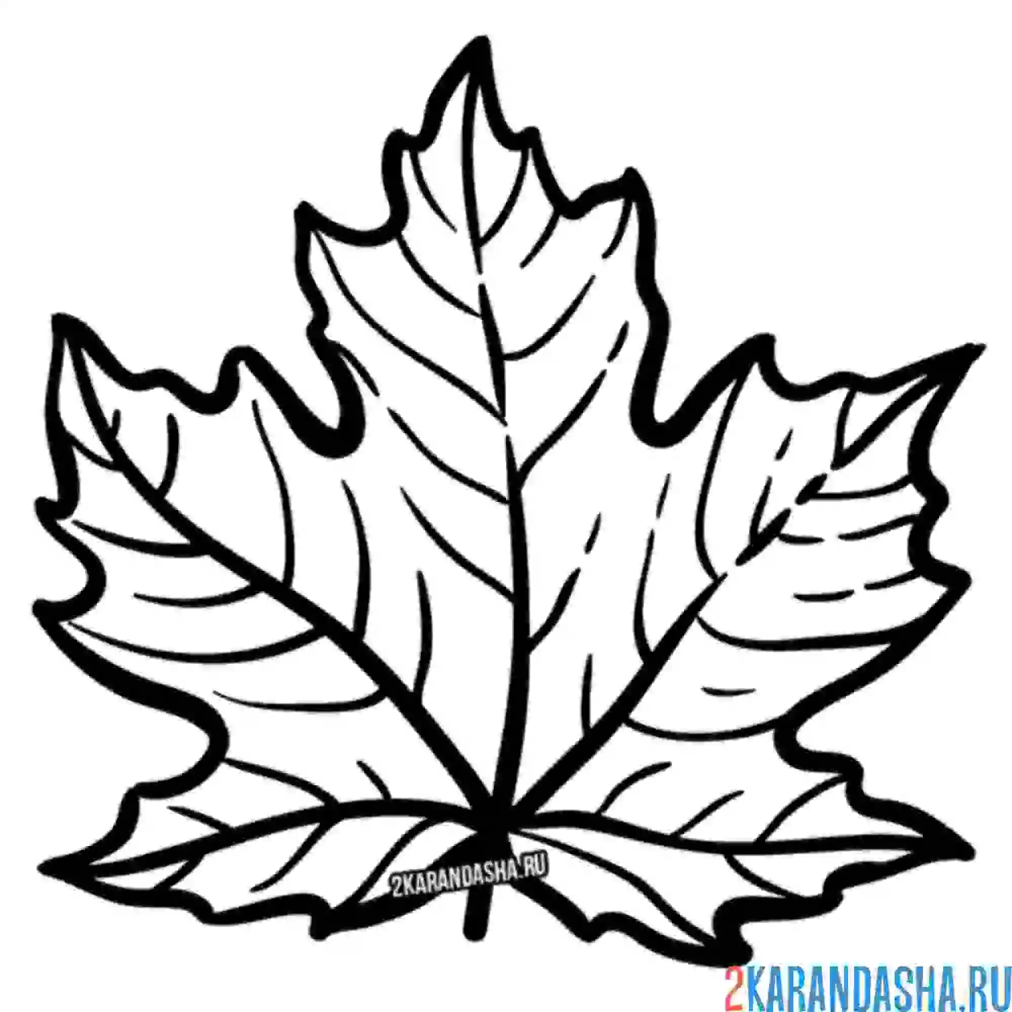 Раскраска кленовый лист большой