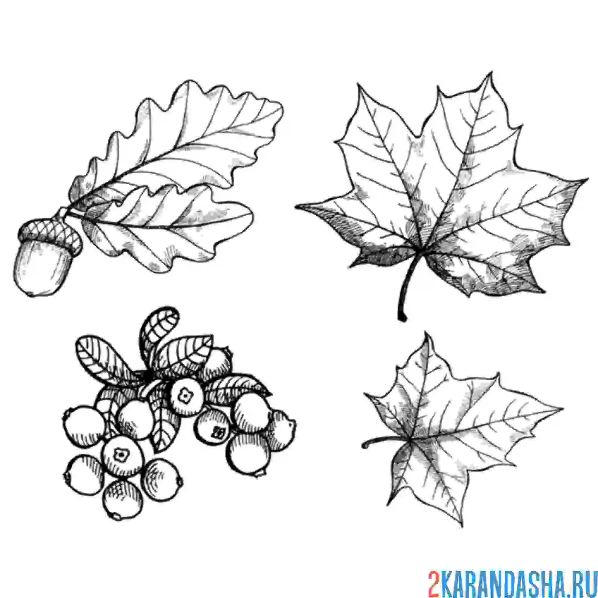 Раскраска осенние листья на листе