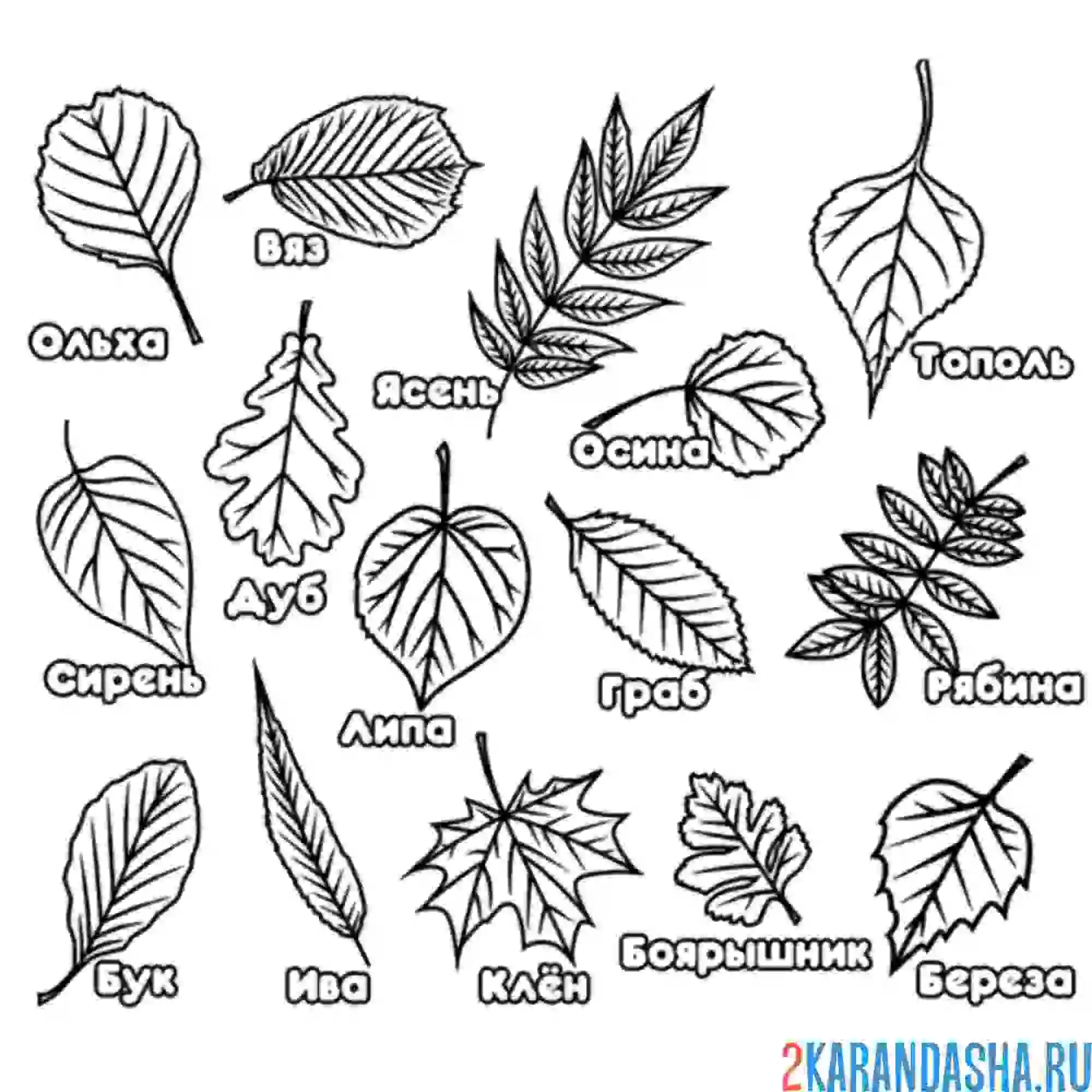 Раскраска листья с названиями подпись