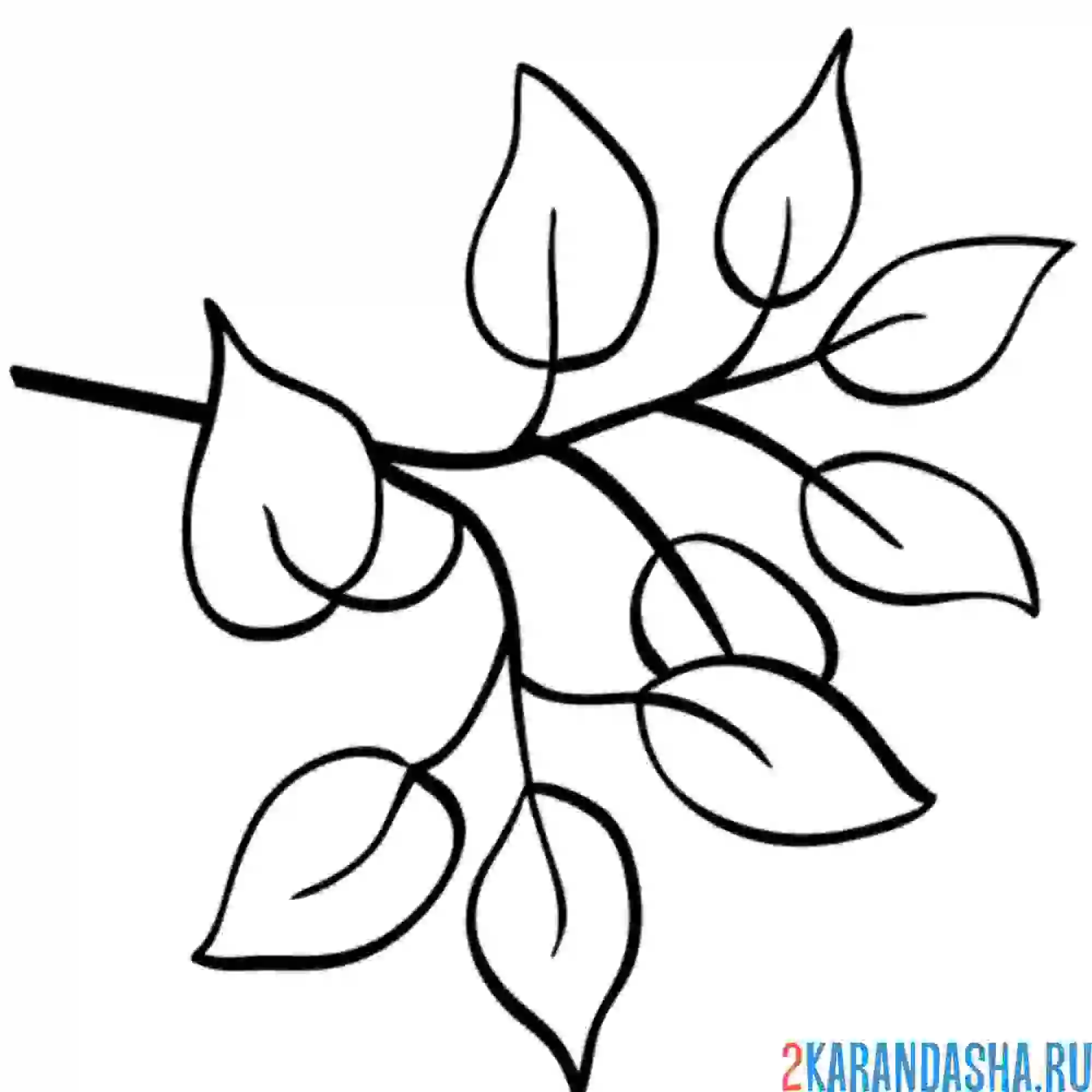 Раскраска веточка с листьями