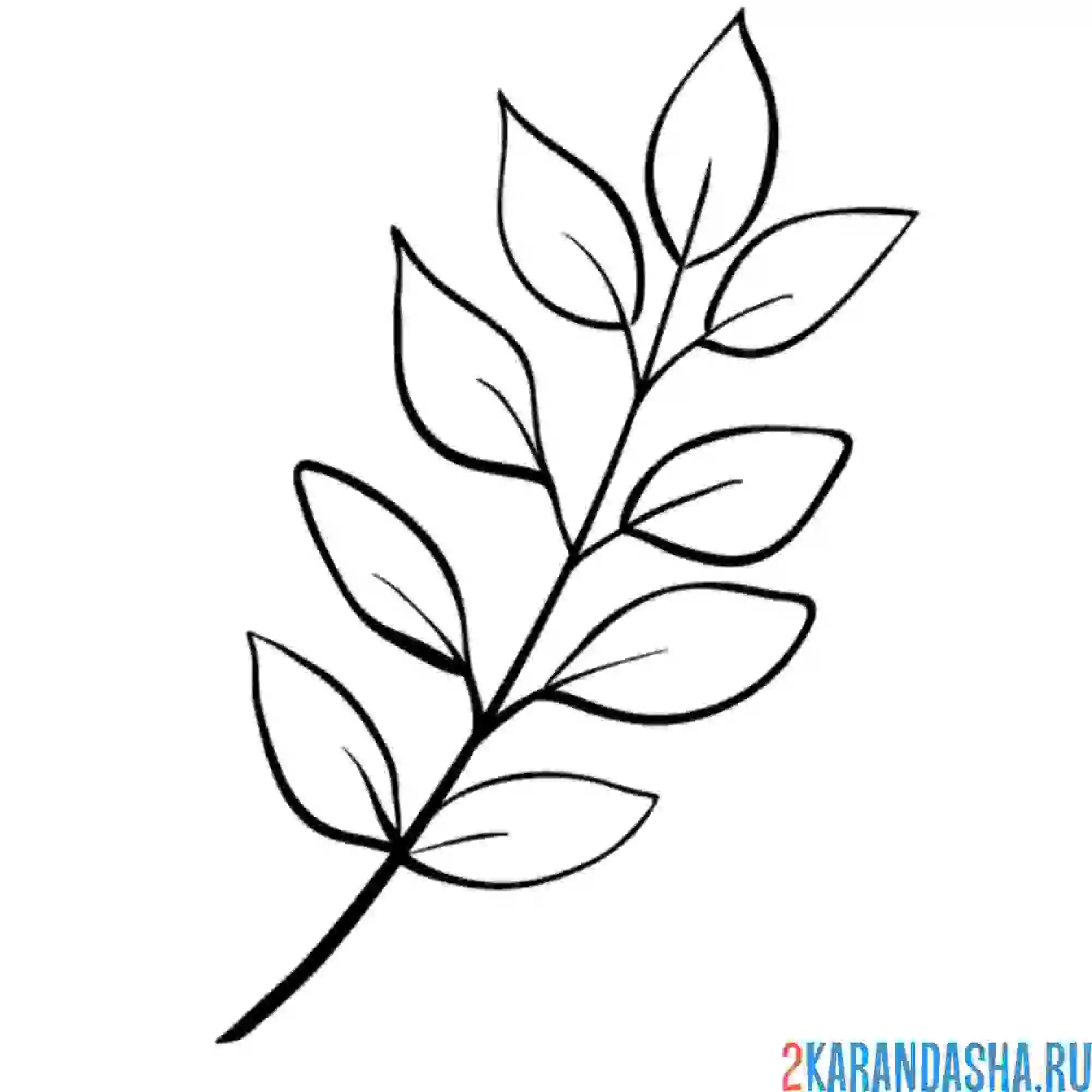 Раскраска ветка нежная