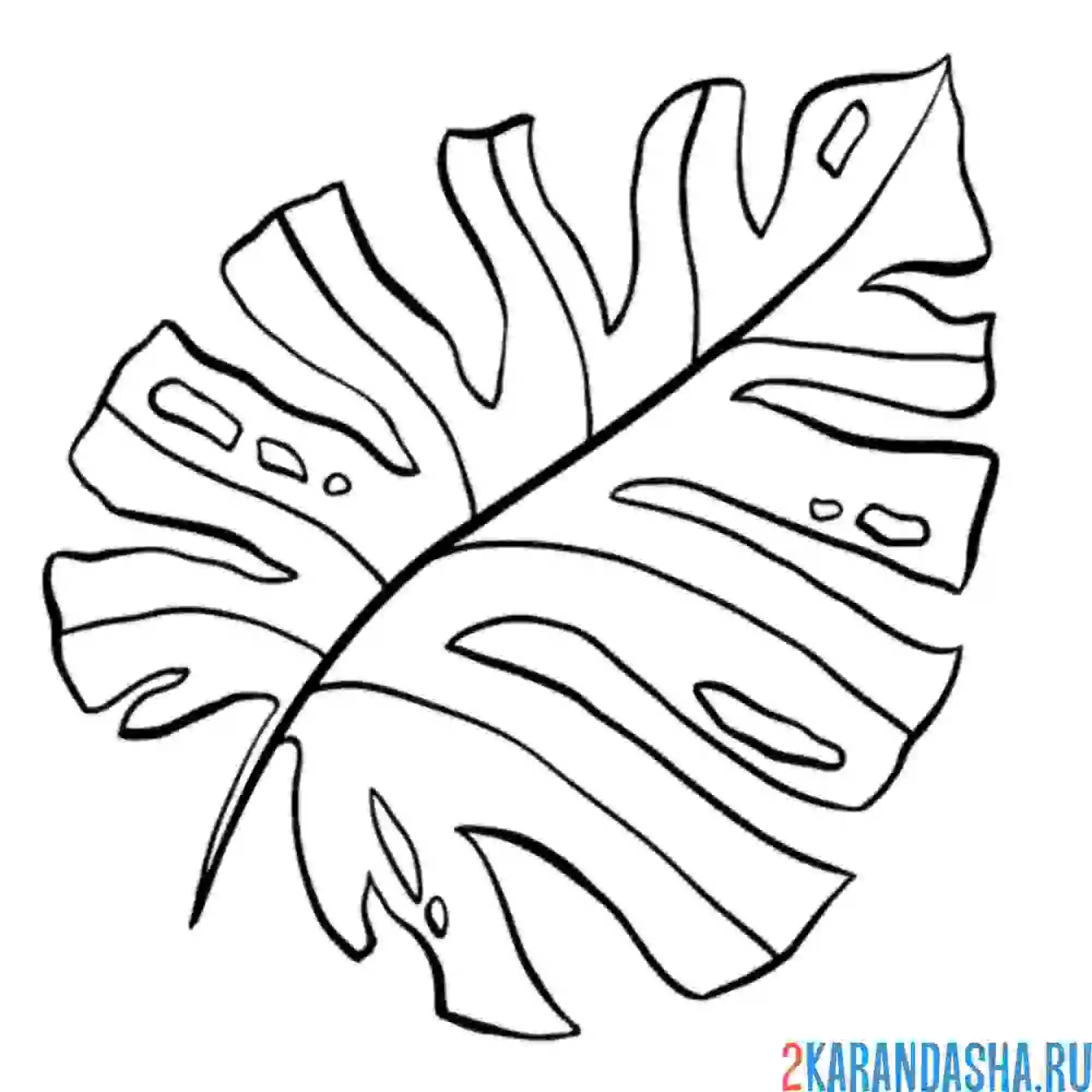 Раскраска папоротниковый лист