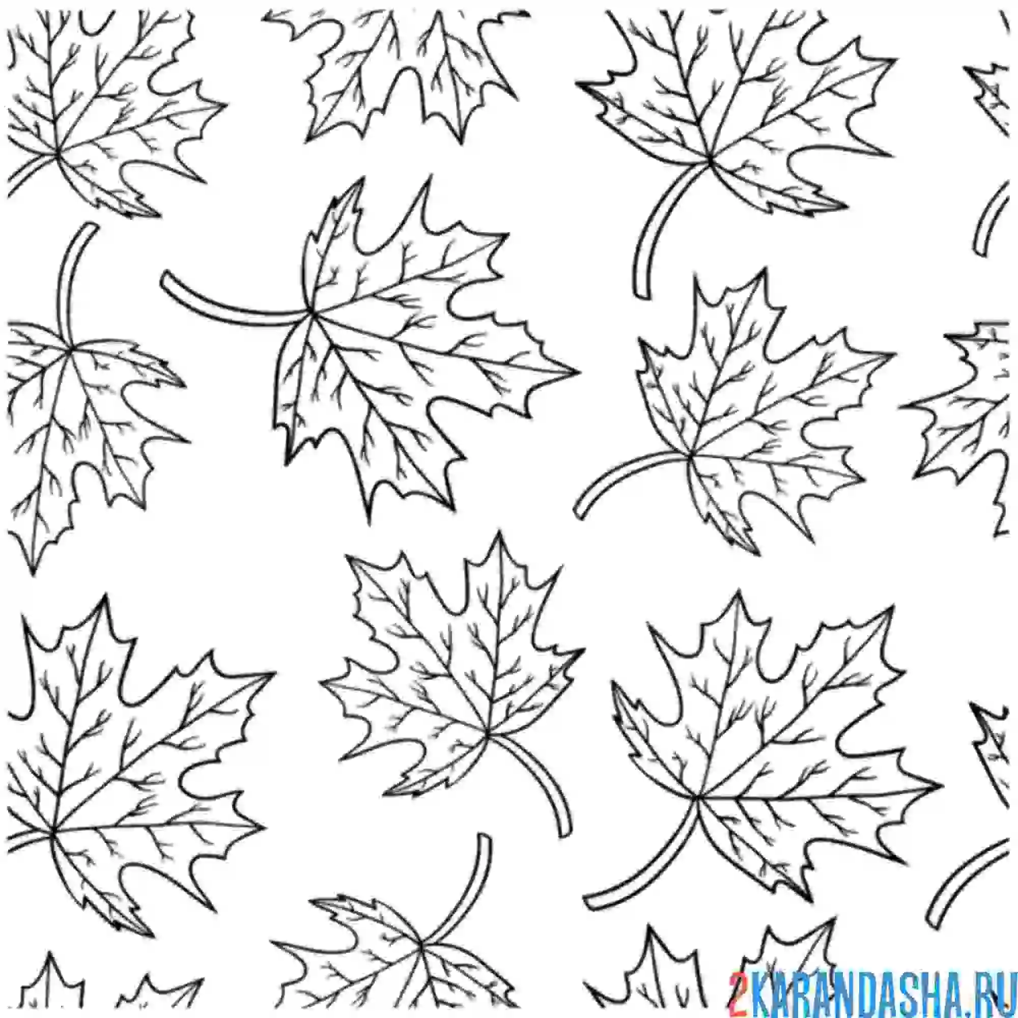 Раскраска листочки клена