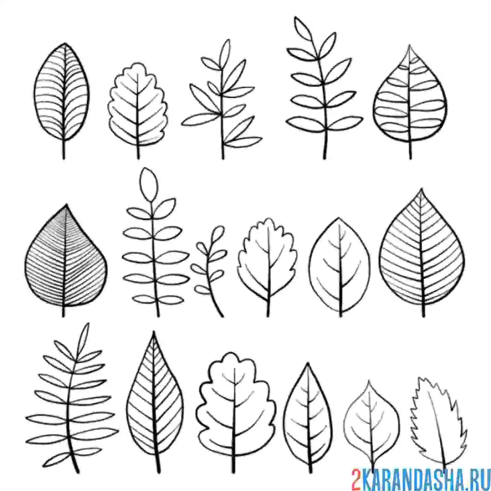 Раскраска сколько листочков