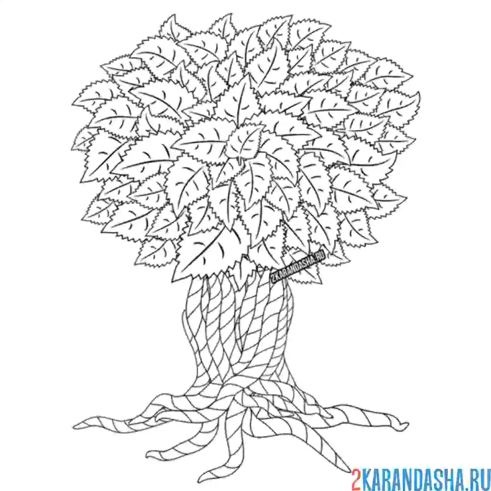 Раскраска большое дерево