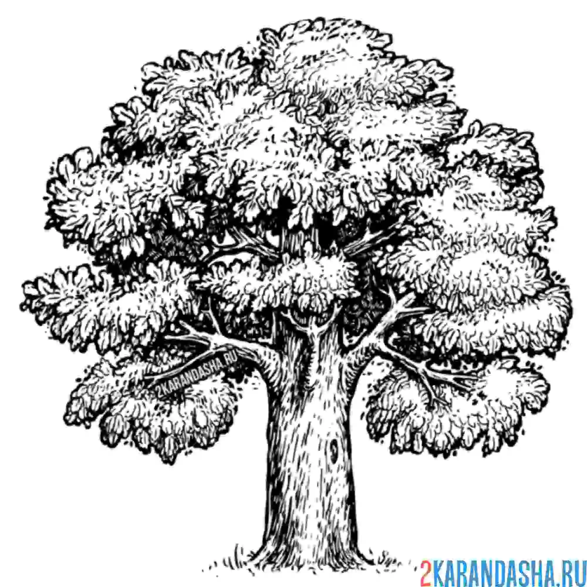 Раскраска пушистое дерево