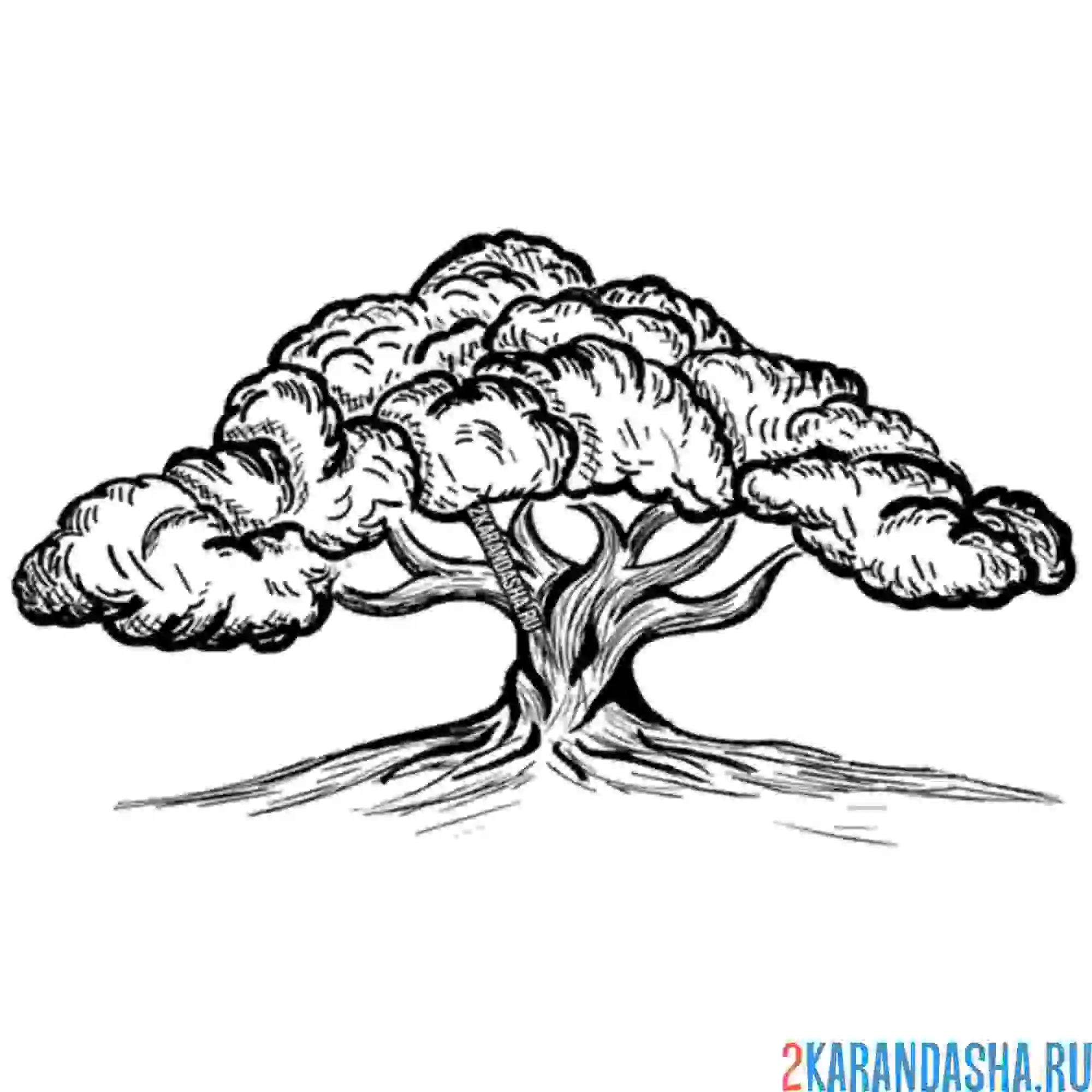 Раскраска необычное дерево