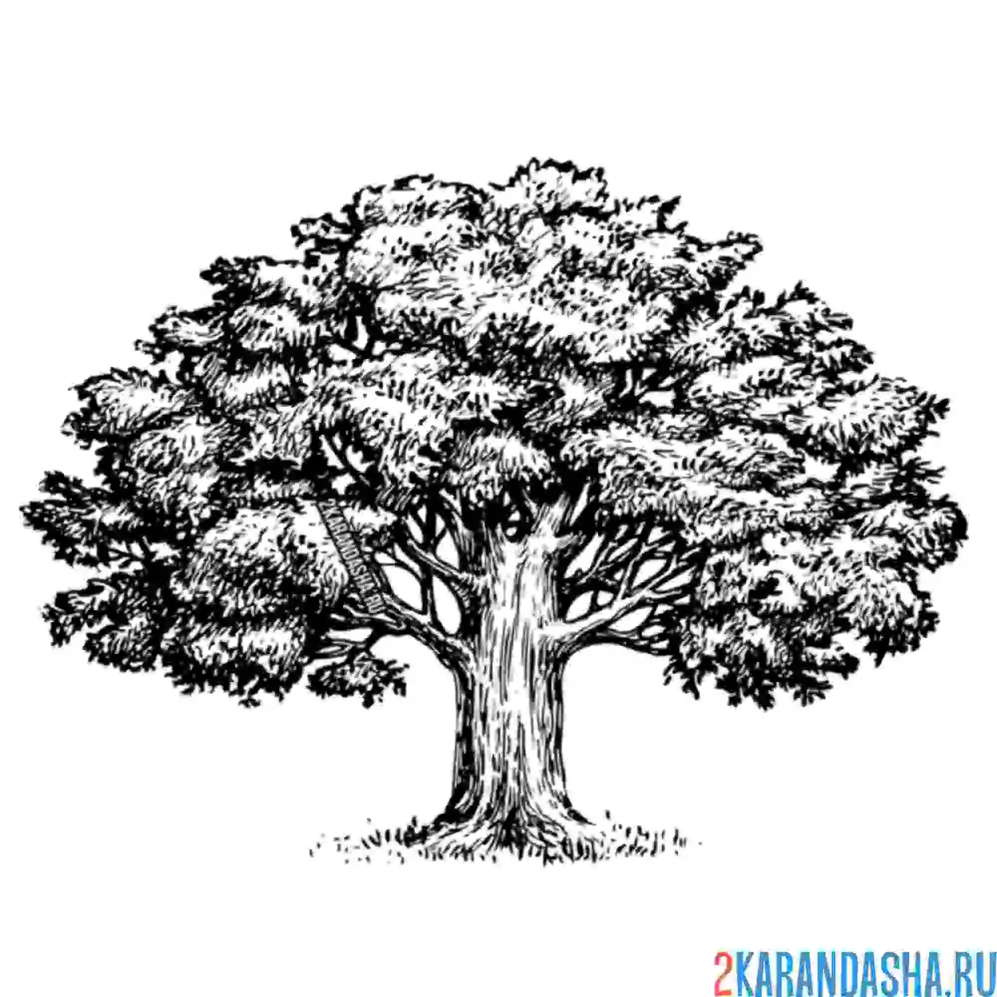 Раскраска дерево с пушистой кроной
