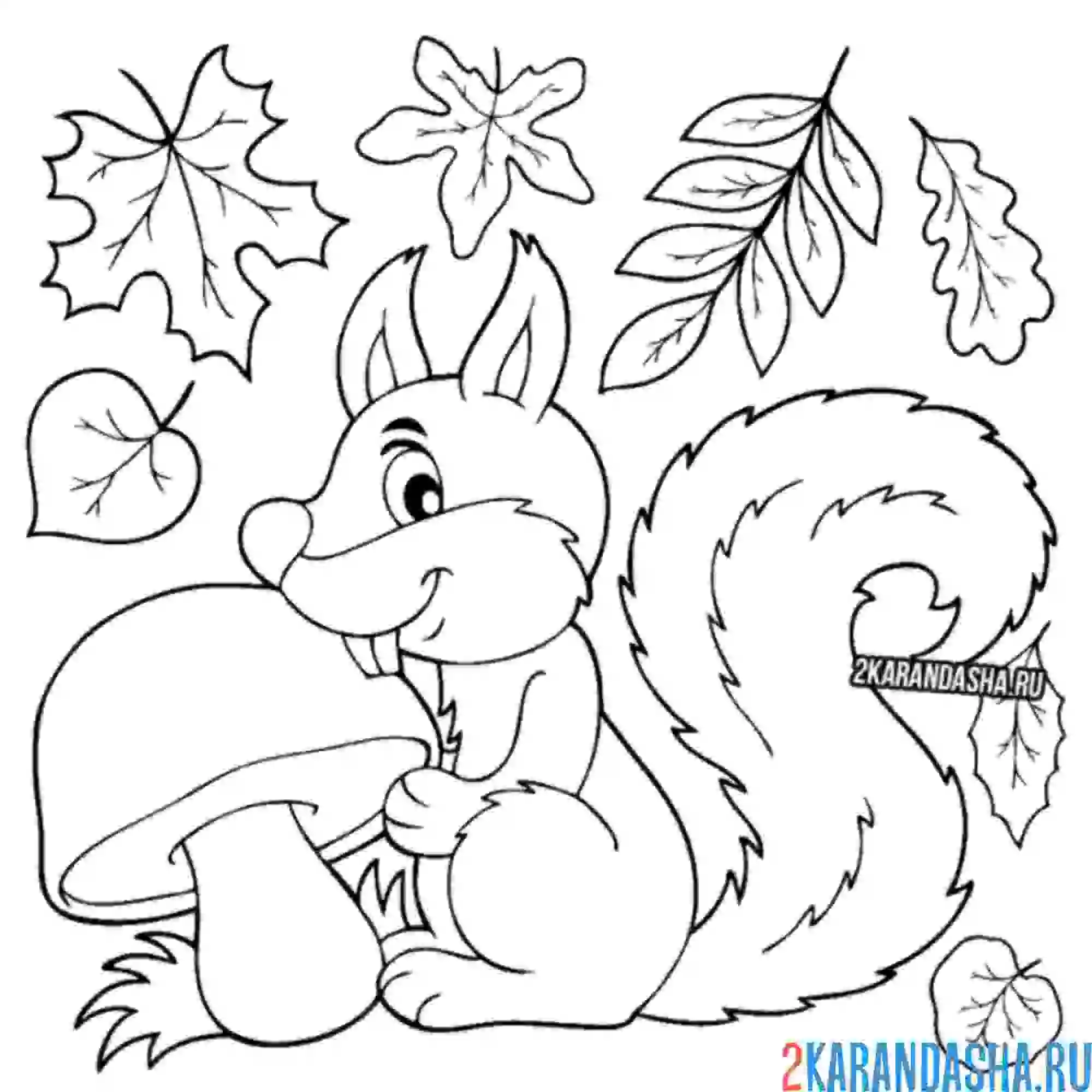 Раскраска белочка с грибом осенью