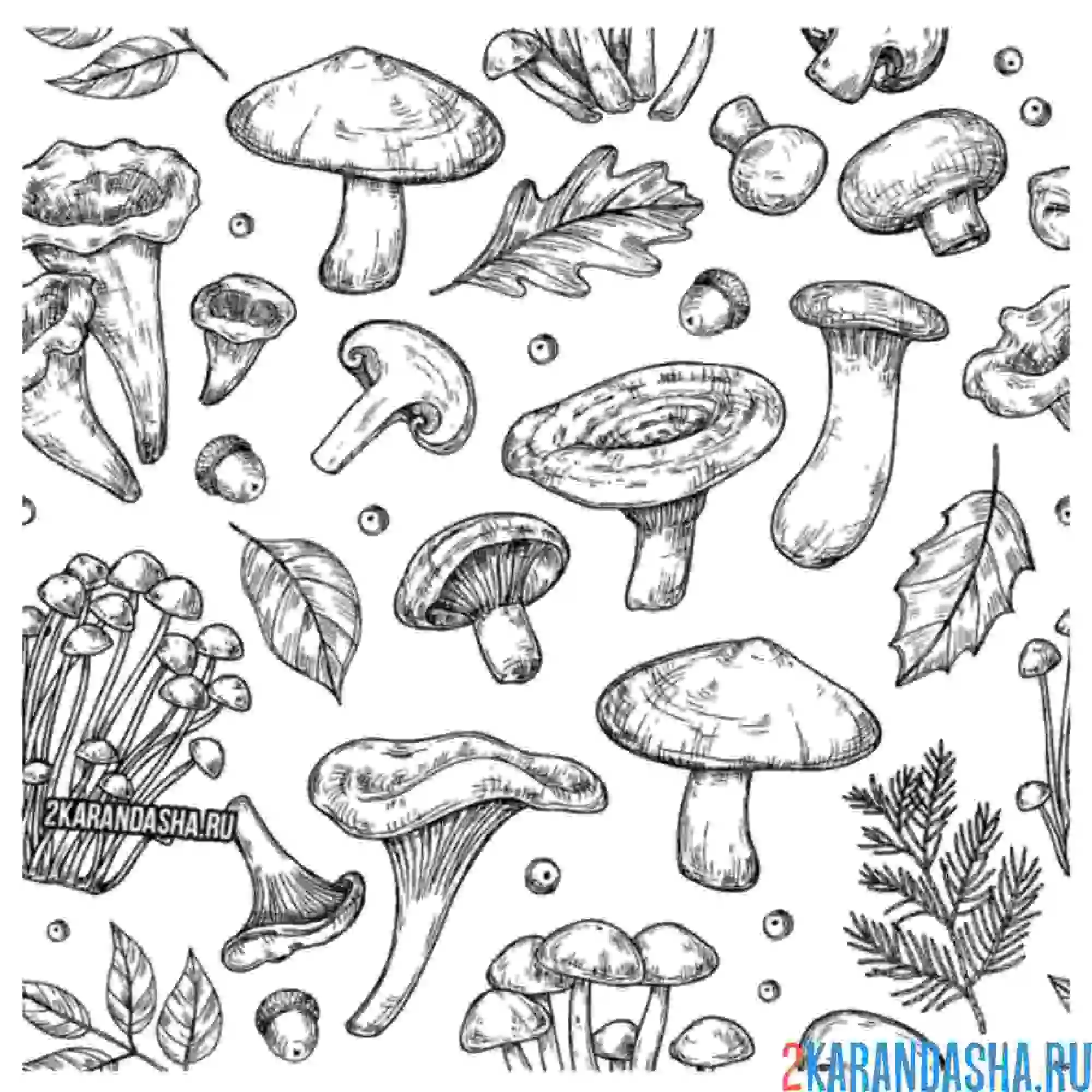 Раскраска много разных видов грибов