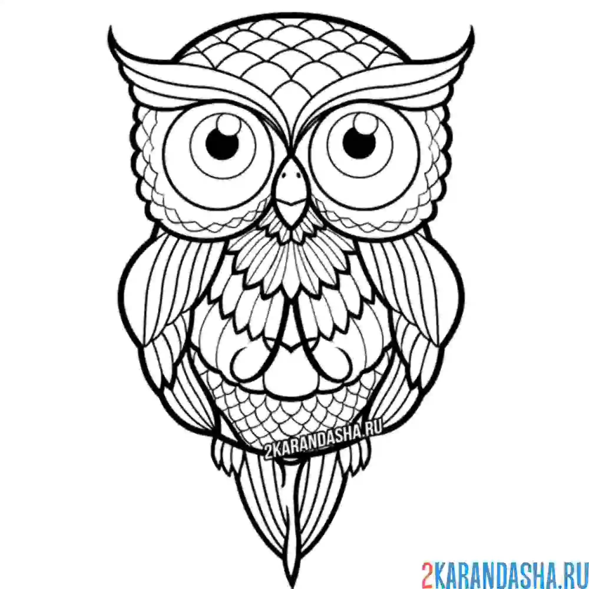 Раскраска филин умный