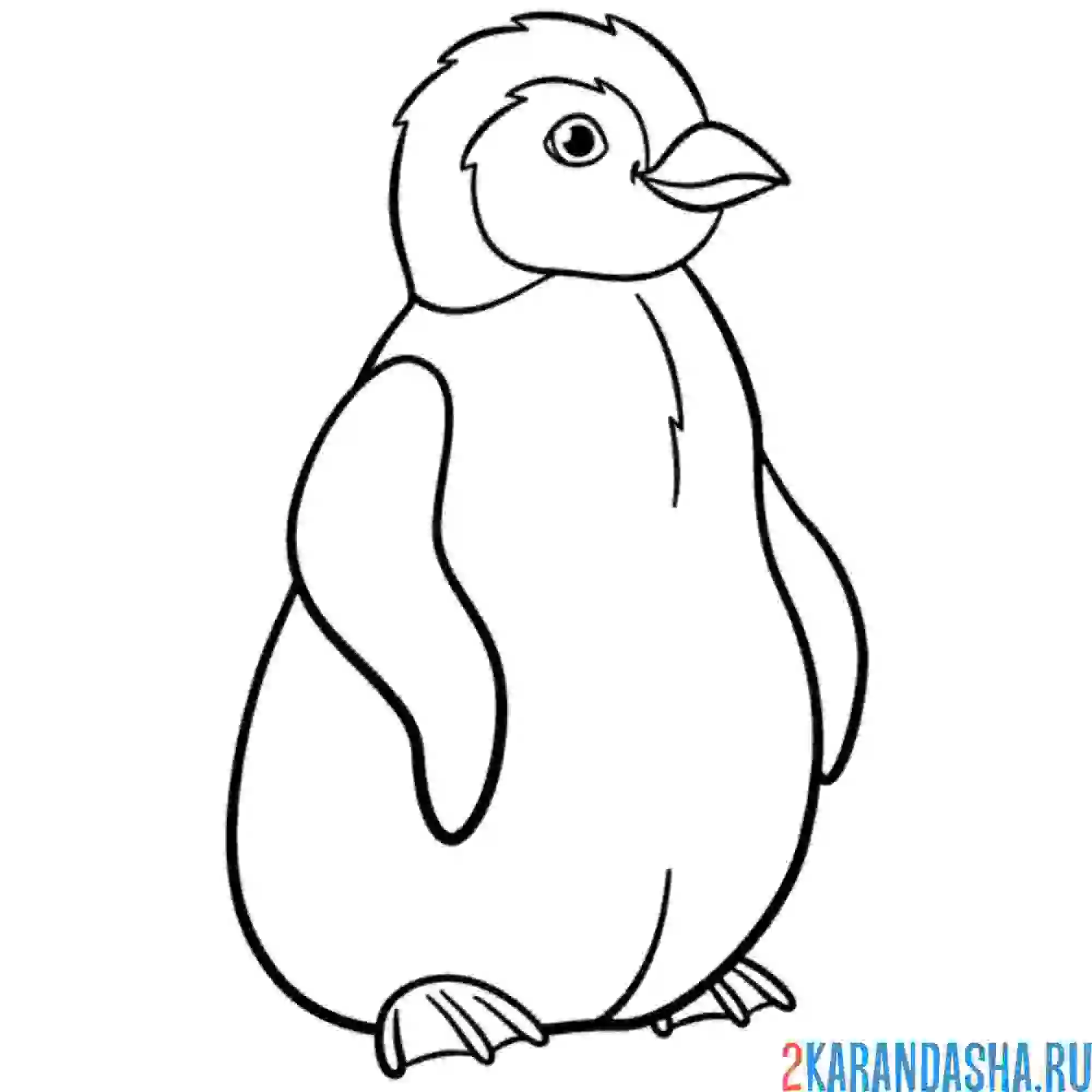 Раскраска северный пингвин