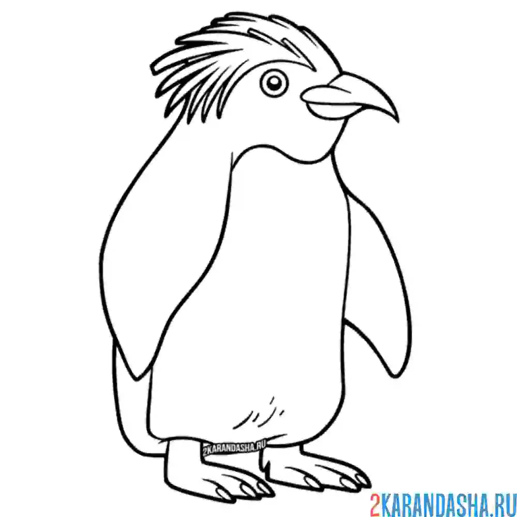 Раскраска пингвин императорский
