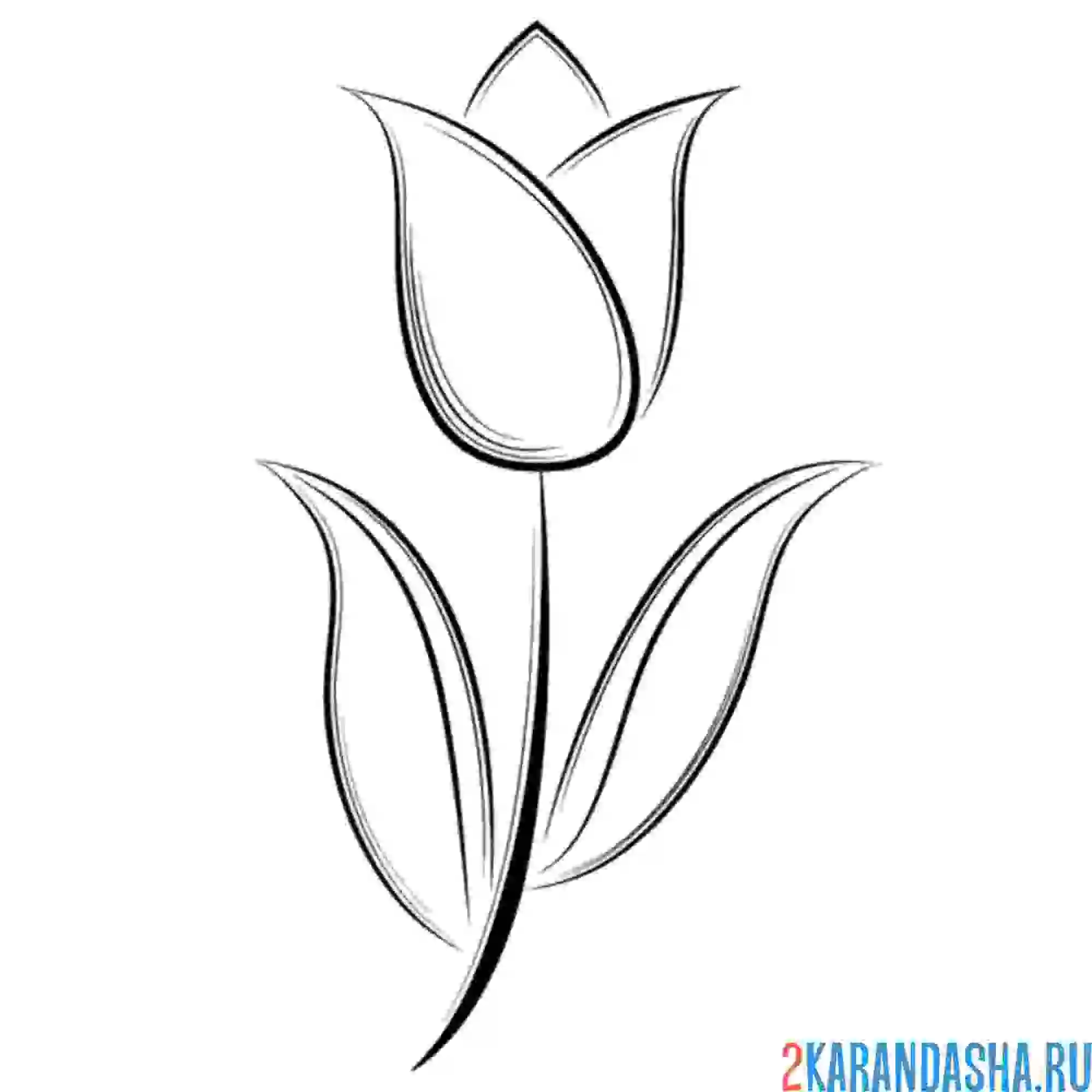 Раскраска статный тюльпан