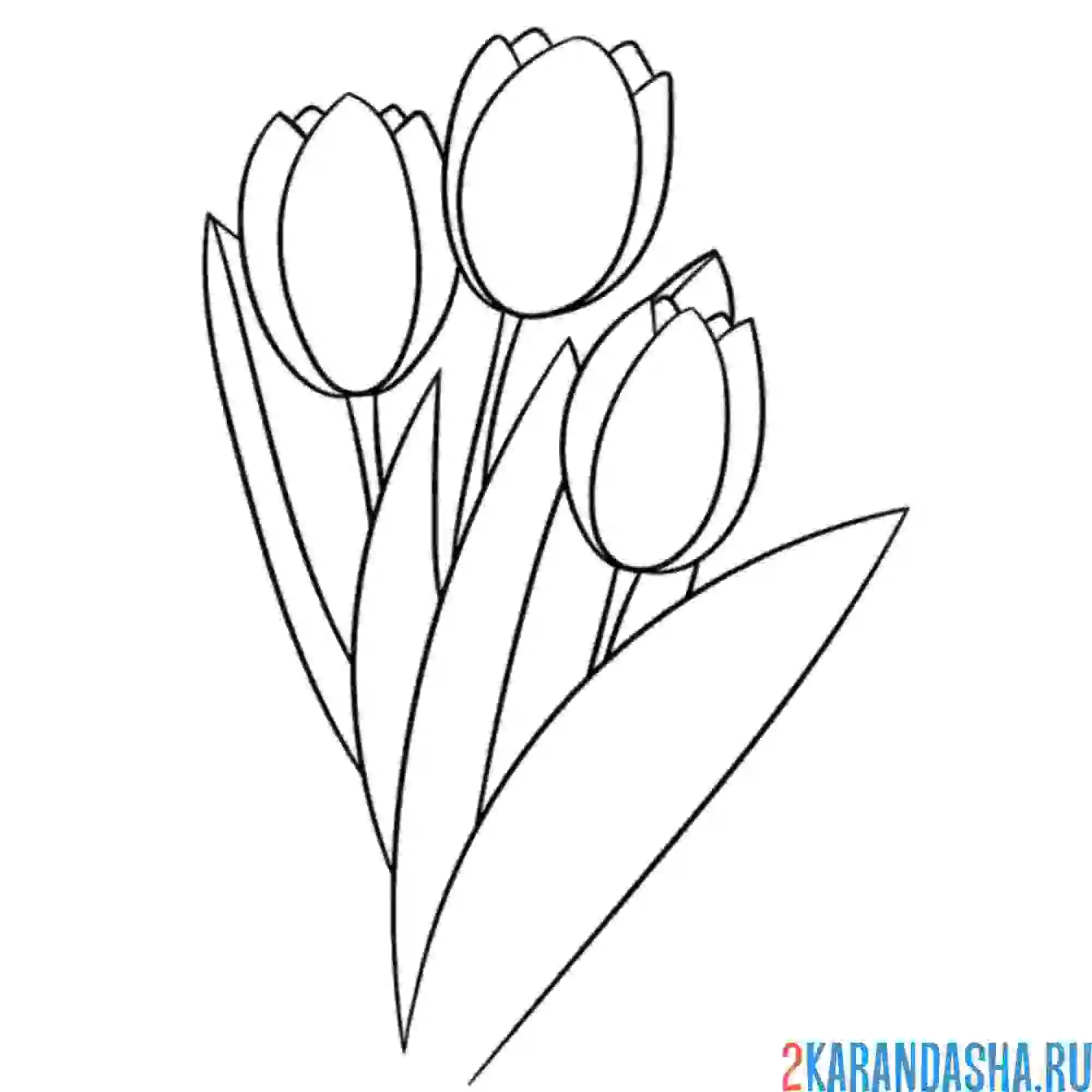 Раскраска свежие тюльпаны