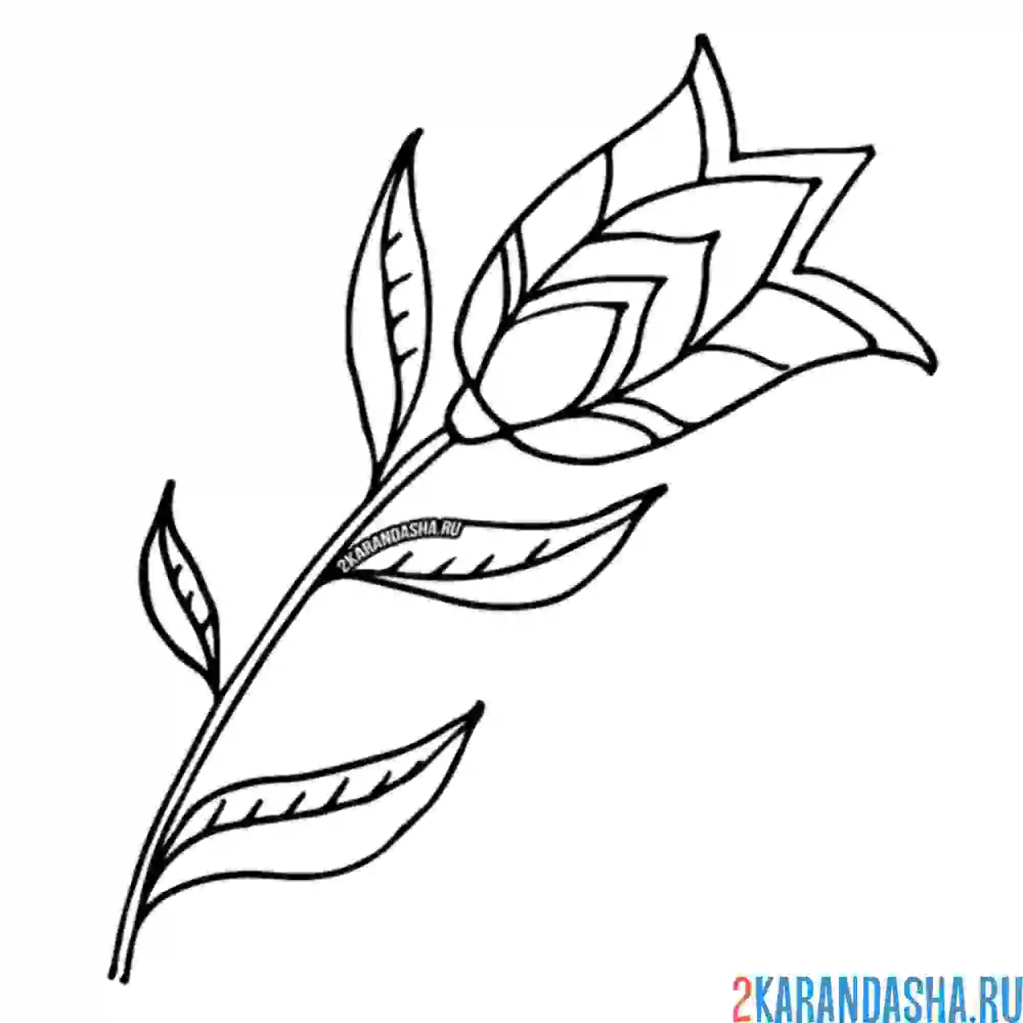 Раскраска необычный тюльпан