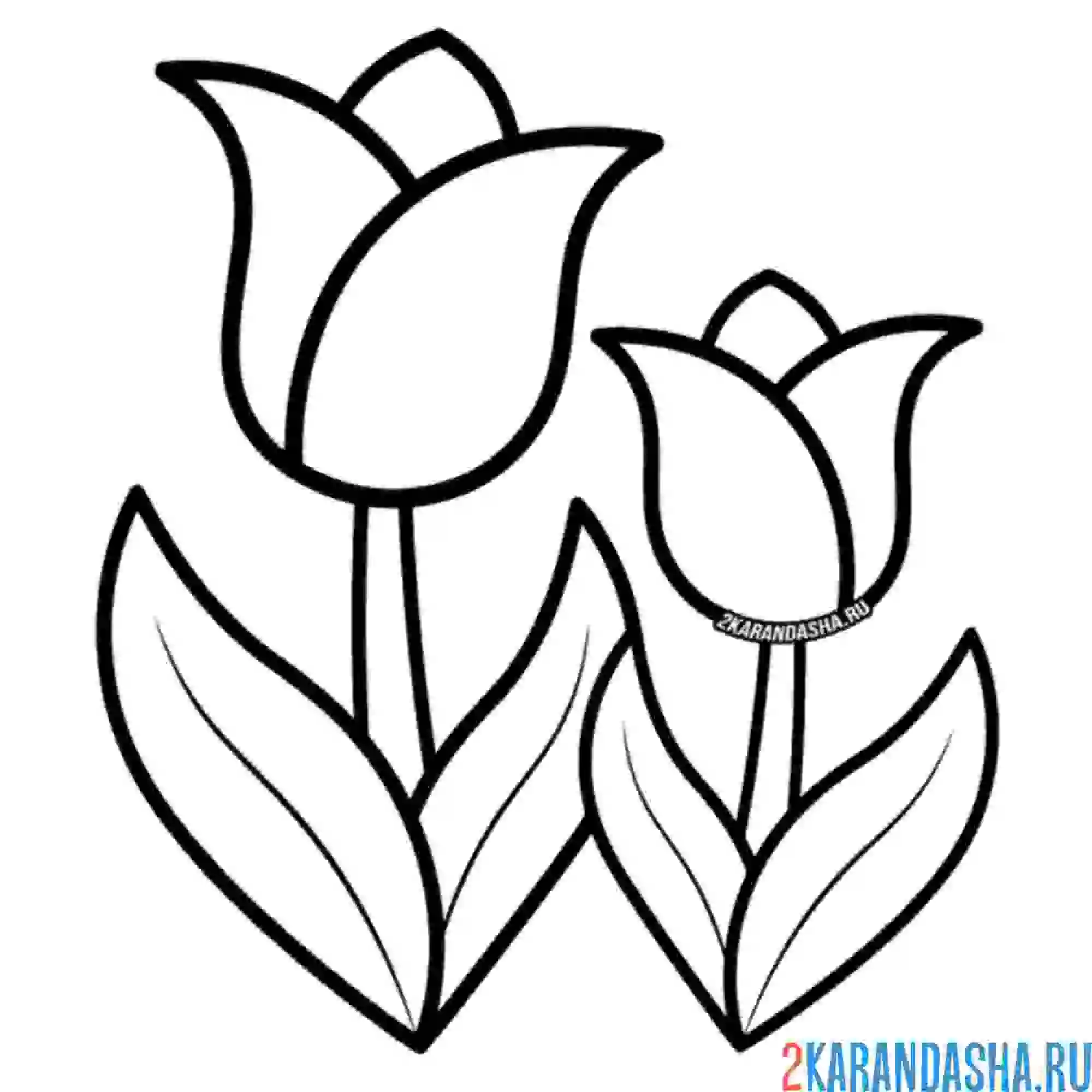 Раскраска два тюльпанчика рядом
