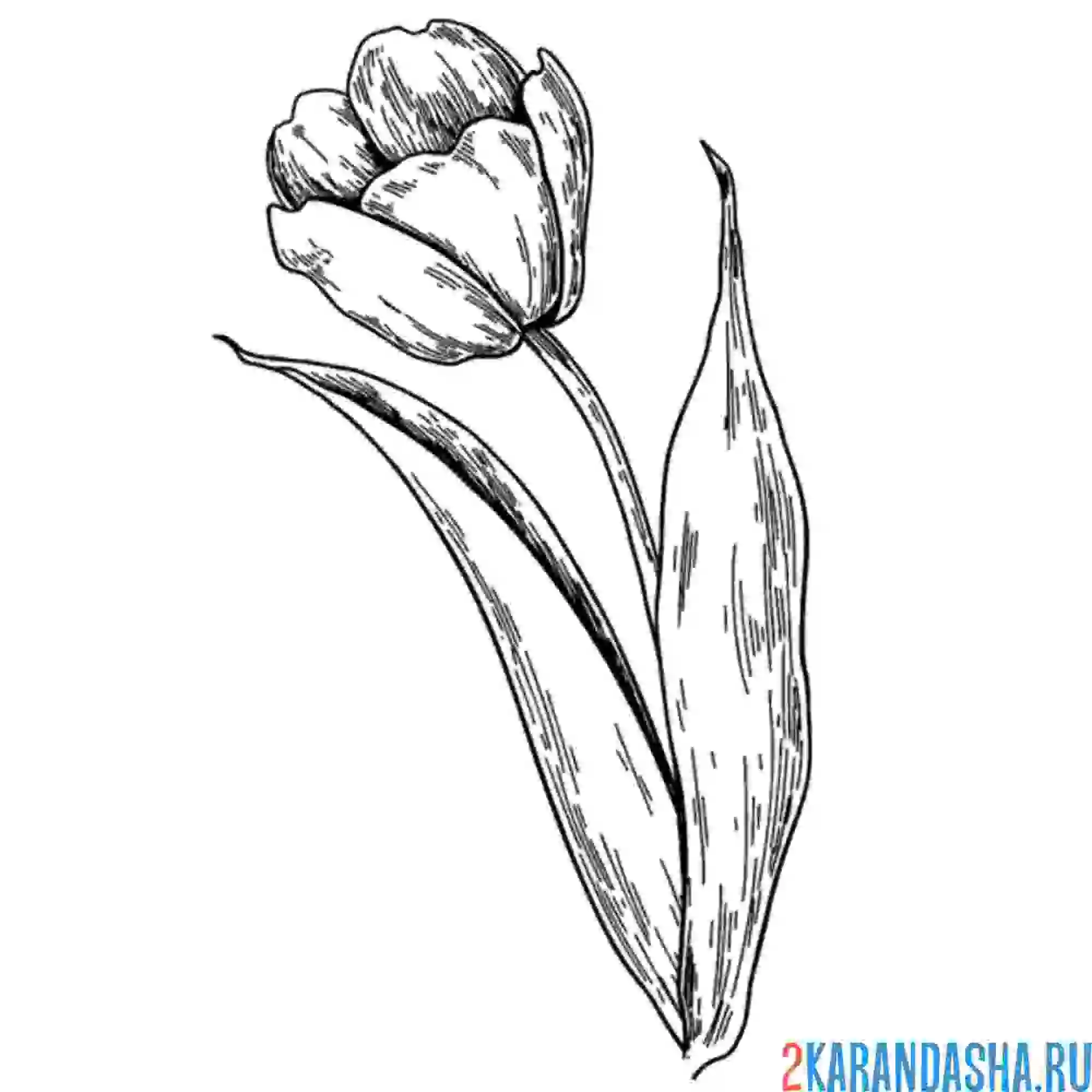 Раскраска настоящий тюльпан